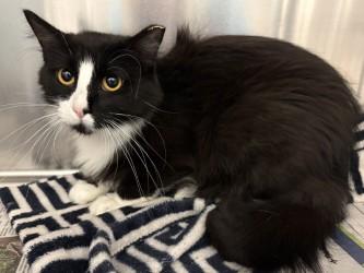 Apple Pie, Adoptable, Adult Female Domestic Short Hair & Domestic Short Hair.
