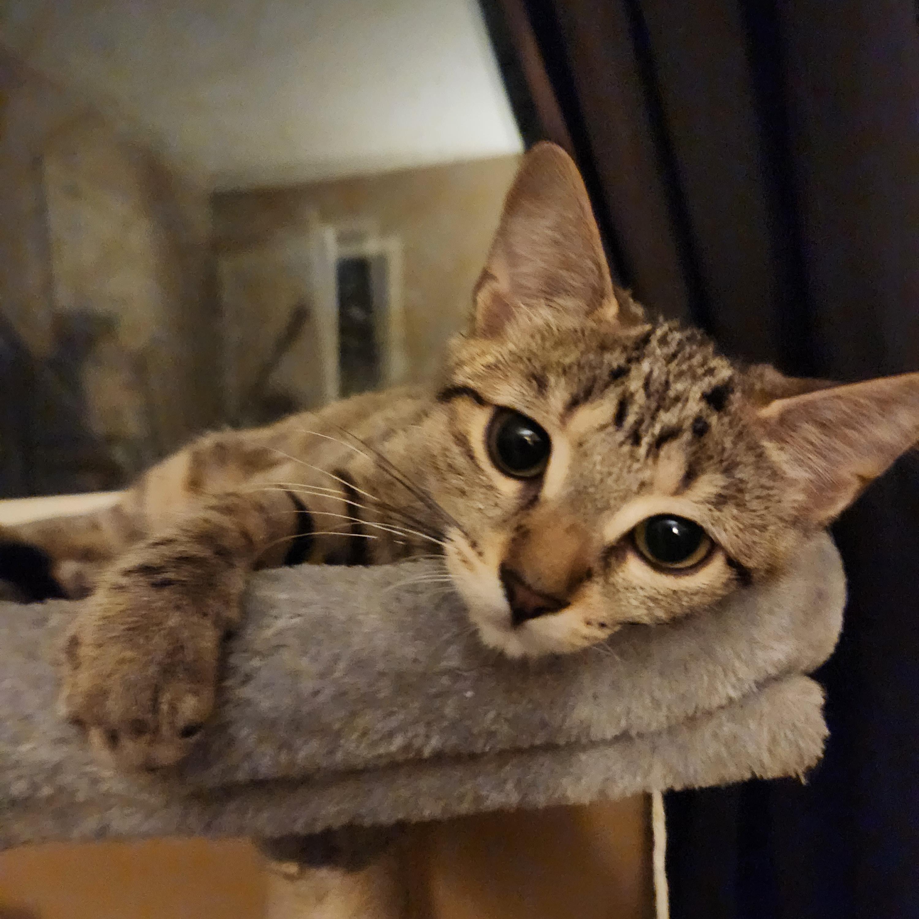 Enlarge Keesa (bonded with Cassiopeia), an adopted Domestic Short Hair in Pickering, ON image 2/4