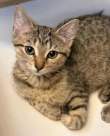 Enlarge Keesa (bonded with Cassiopeia), an adopted Domestic Short Hair in Pickering, ON image 4/4