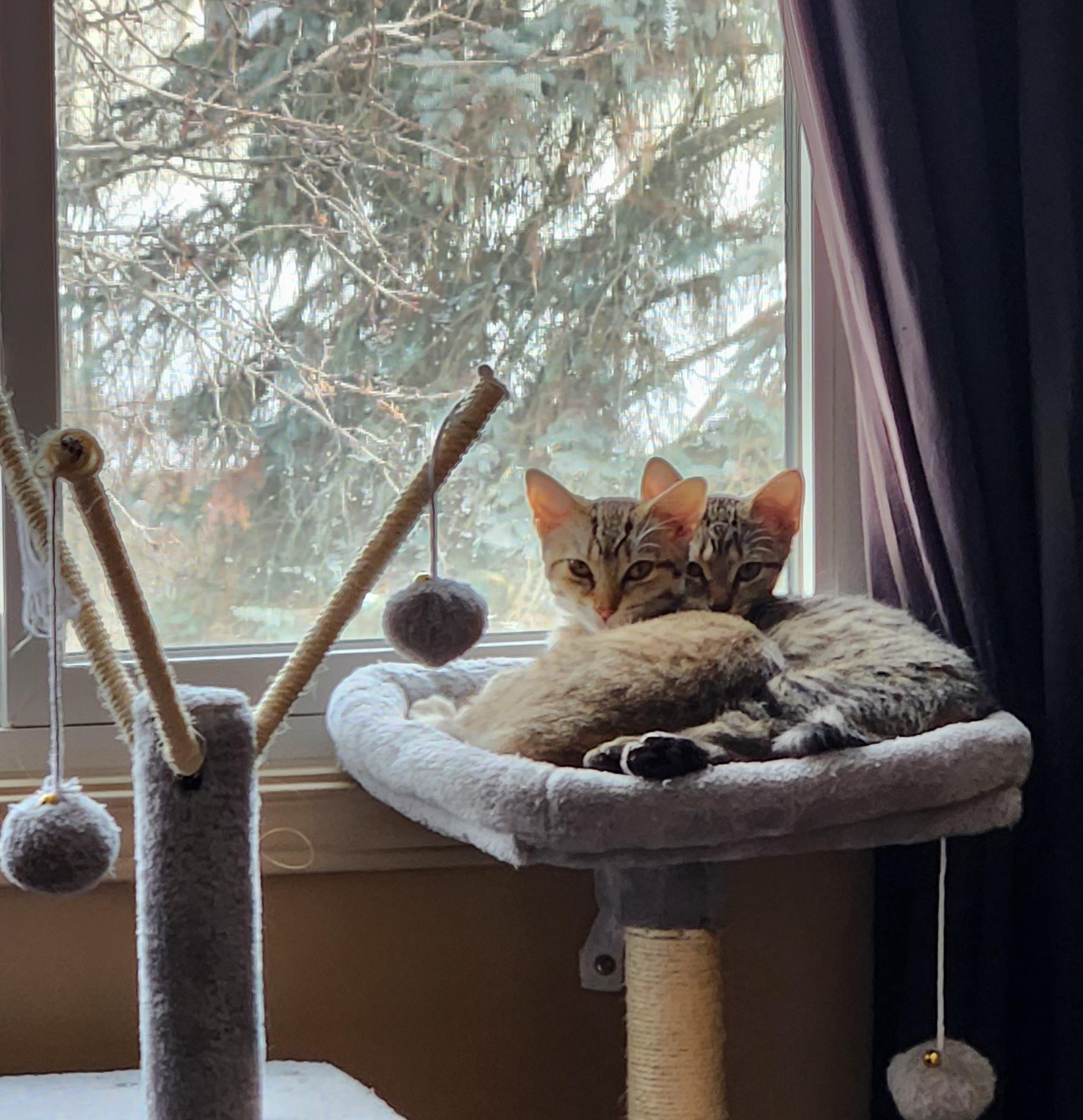 Enlarge Keesa (bonded with Cassiopeia), an adopted Domestic Short Hair in Pickering, ON image 3/4