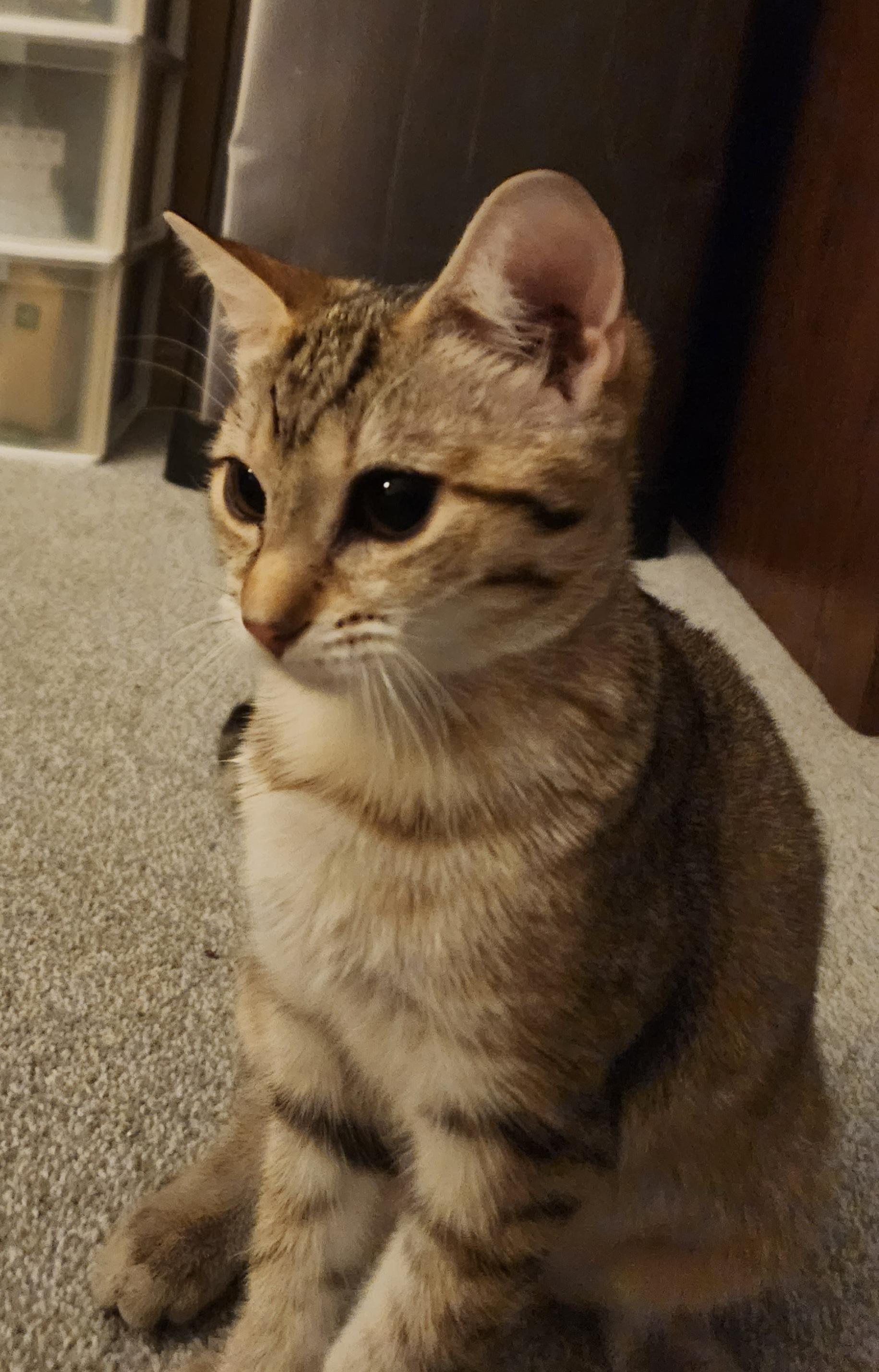 Enlarge Keesa (bonded with Cassiopeia), an adopted Domestic Short Hair in Pickering, ON image 1/4