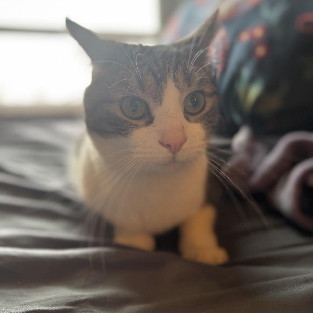 Puma, ADOPTABLE, Adult Male Domestic Short Hair.