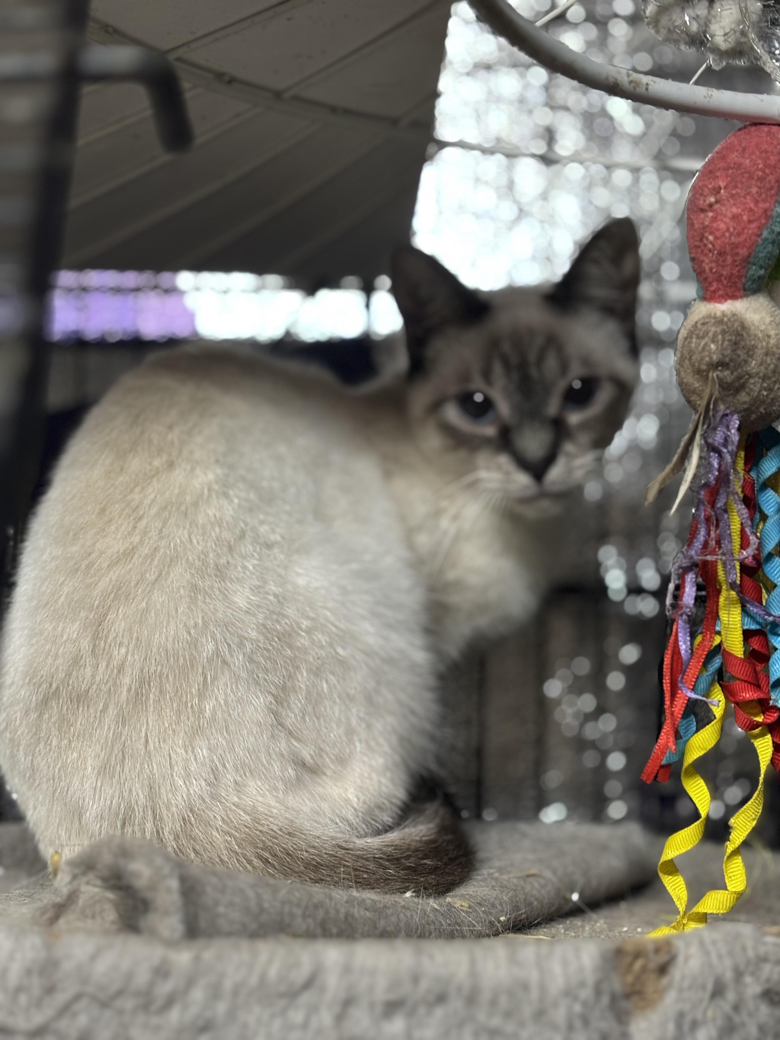 Sammy — thumbnail 2