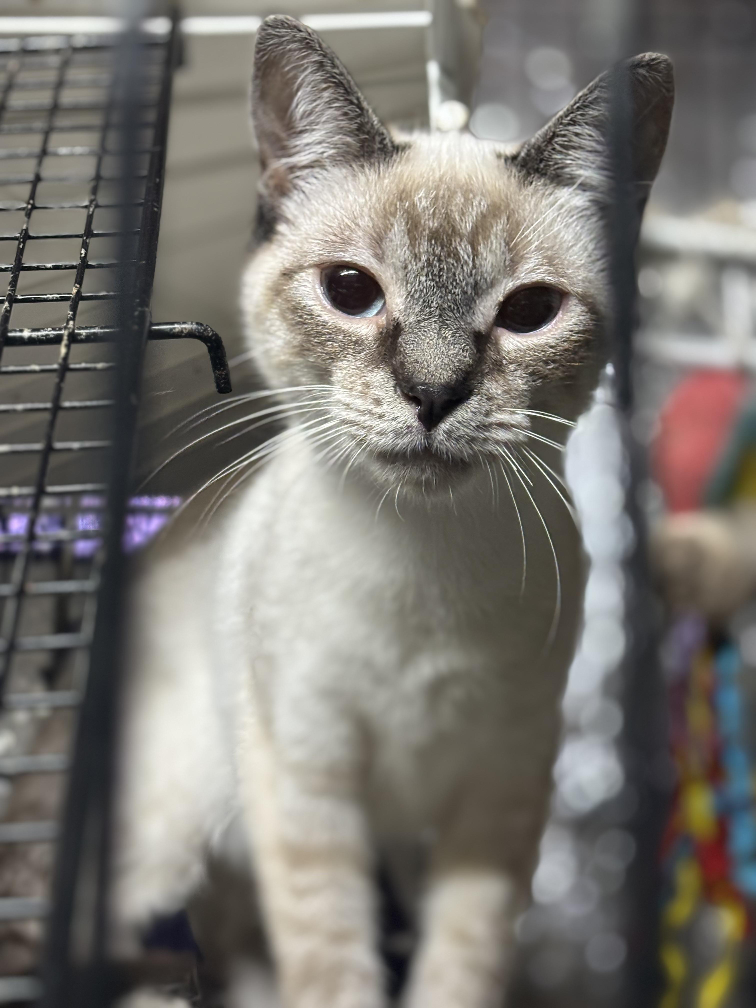 Sammy — thumbnail 4