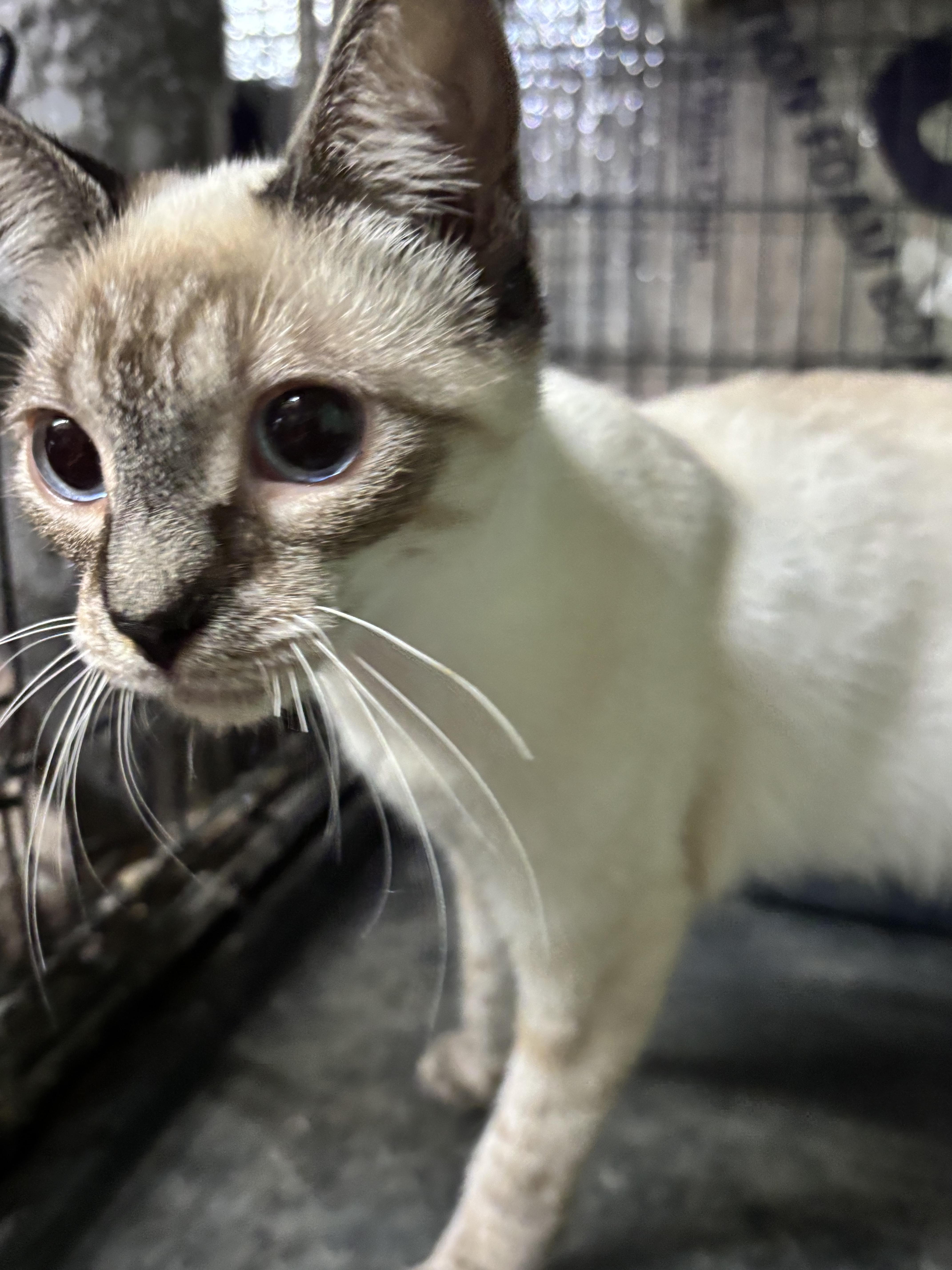 Sammy — thumbnail 5