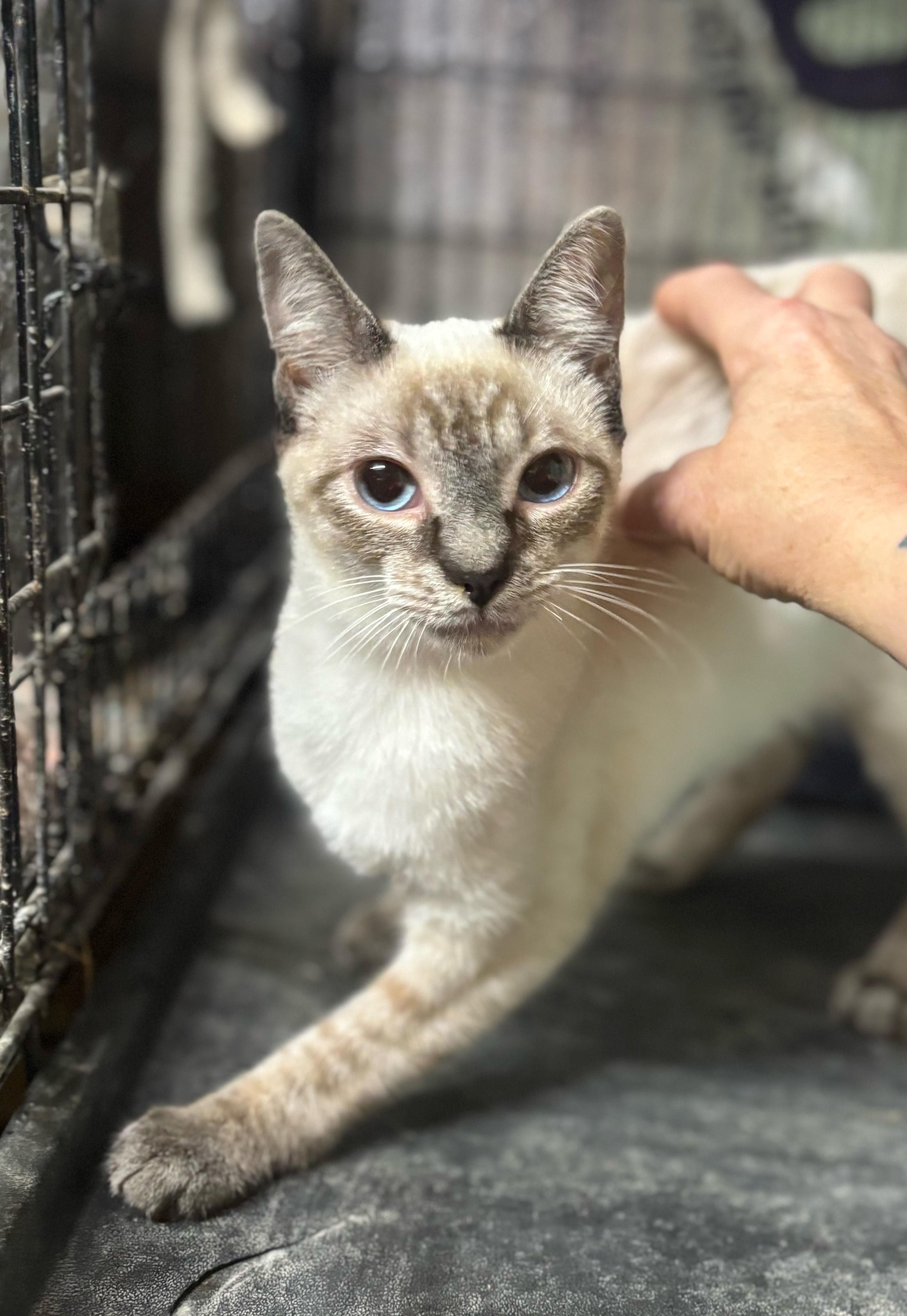 Sammy — thumbnail 6