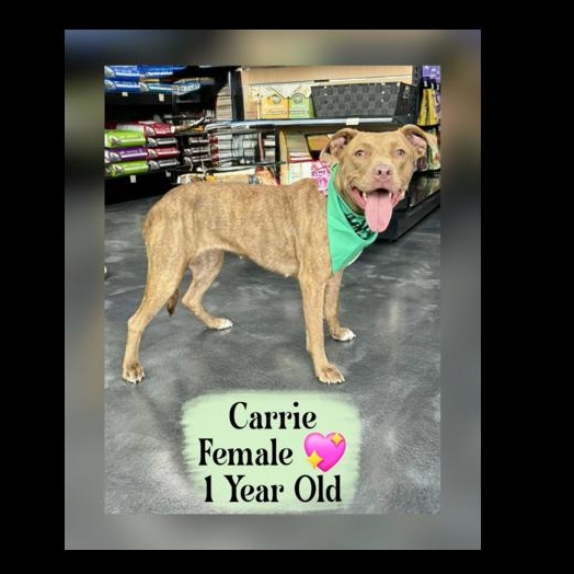 Carrie thumbnail 2