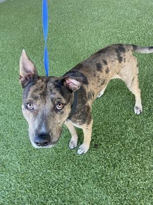 Soffritto — thumbnail 2