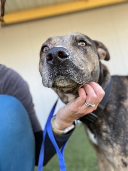 Soffritto — thumbnail 3