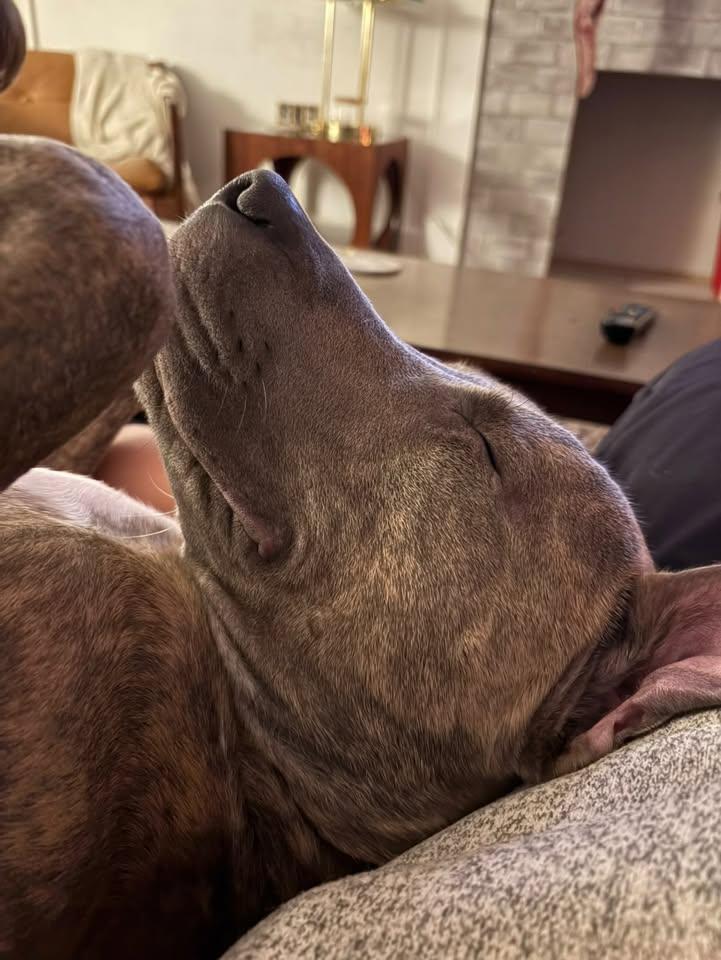 Porkchop, a Adoptable mixed breed in Farmington, CT image 2/6