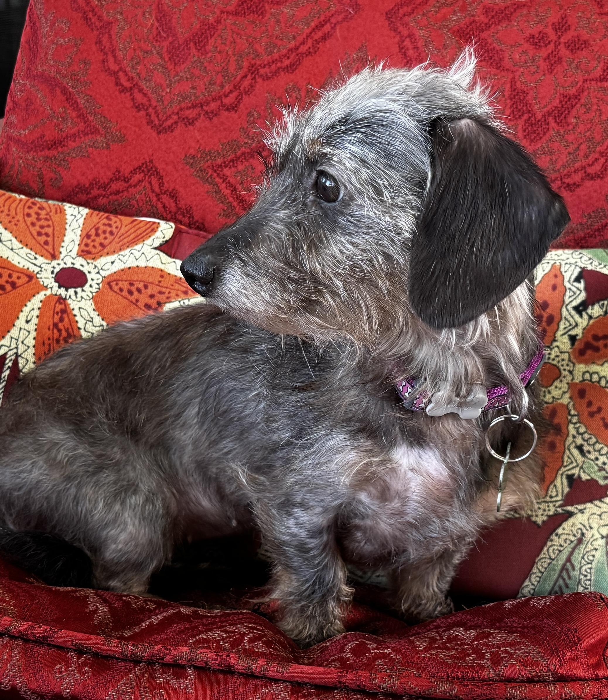 Enlarge Zhara, an adopted Dachshund in Portland, OR image 1/4