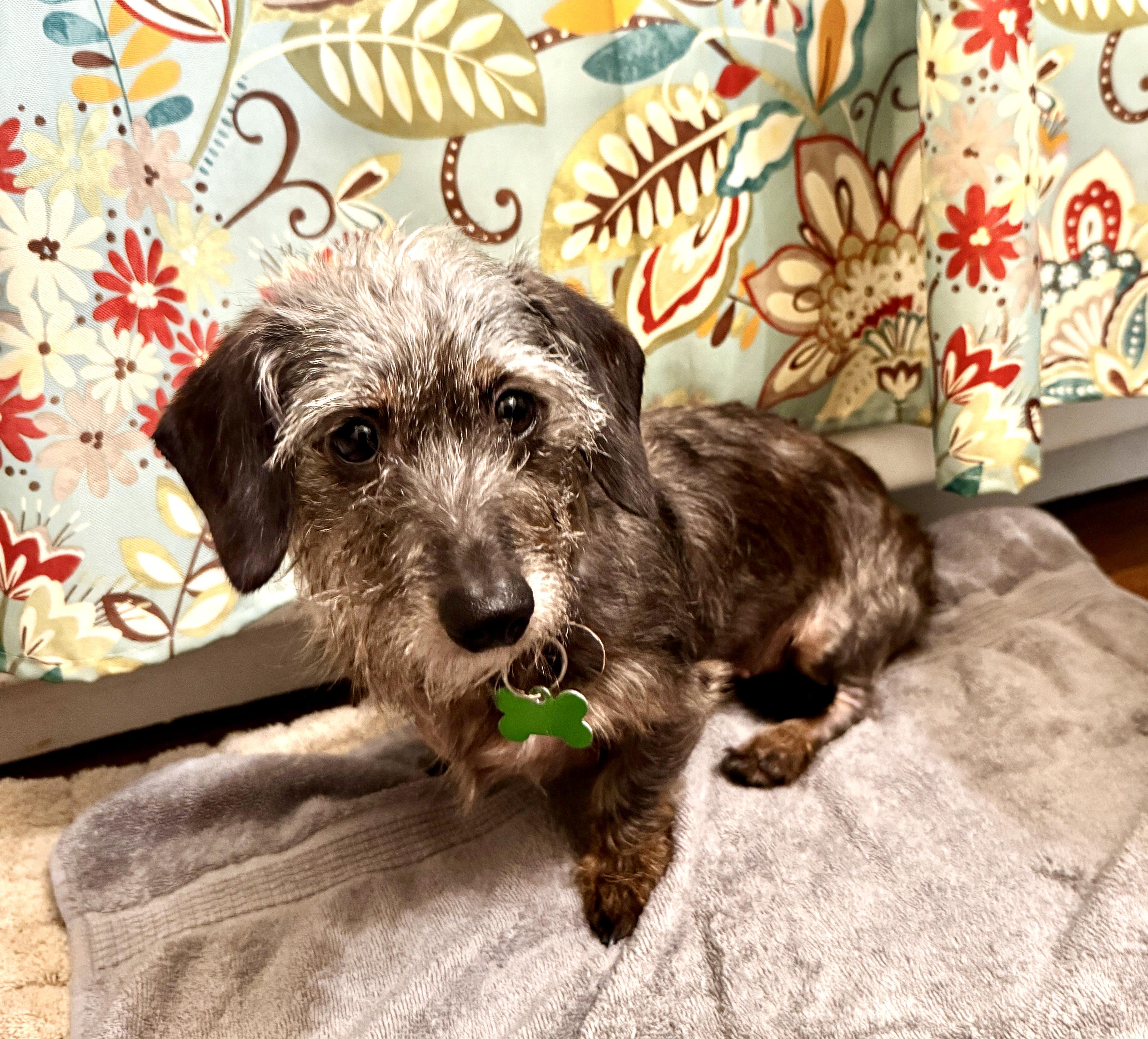 Enlarge Zhara, an adopted Dachshund in Portland, OR image 2/4