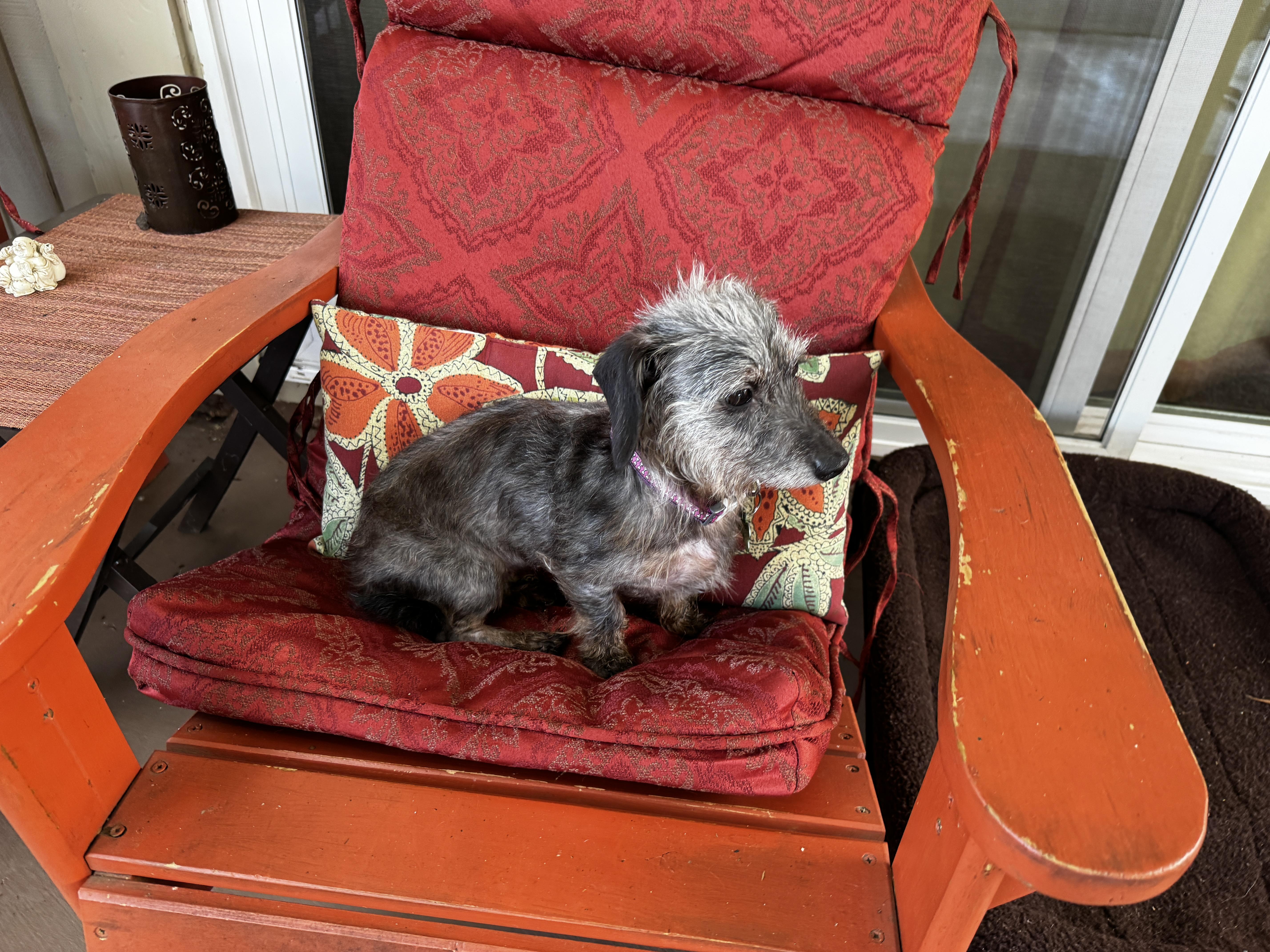 Enlarge Zhara, an adopted Dachshund in Portland, OR image 3/4