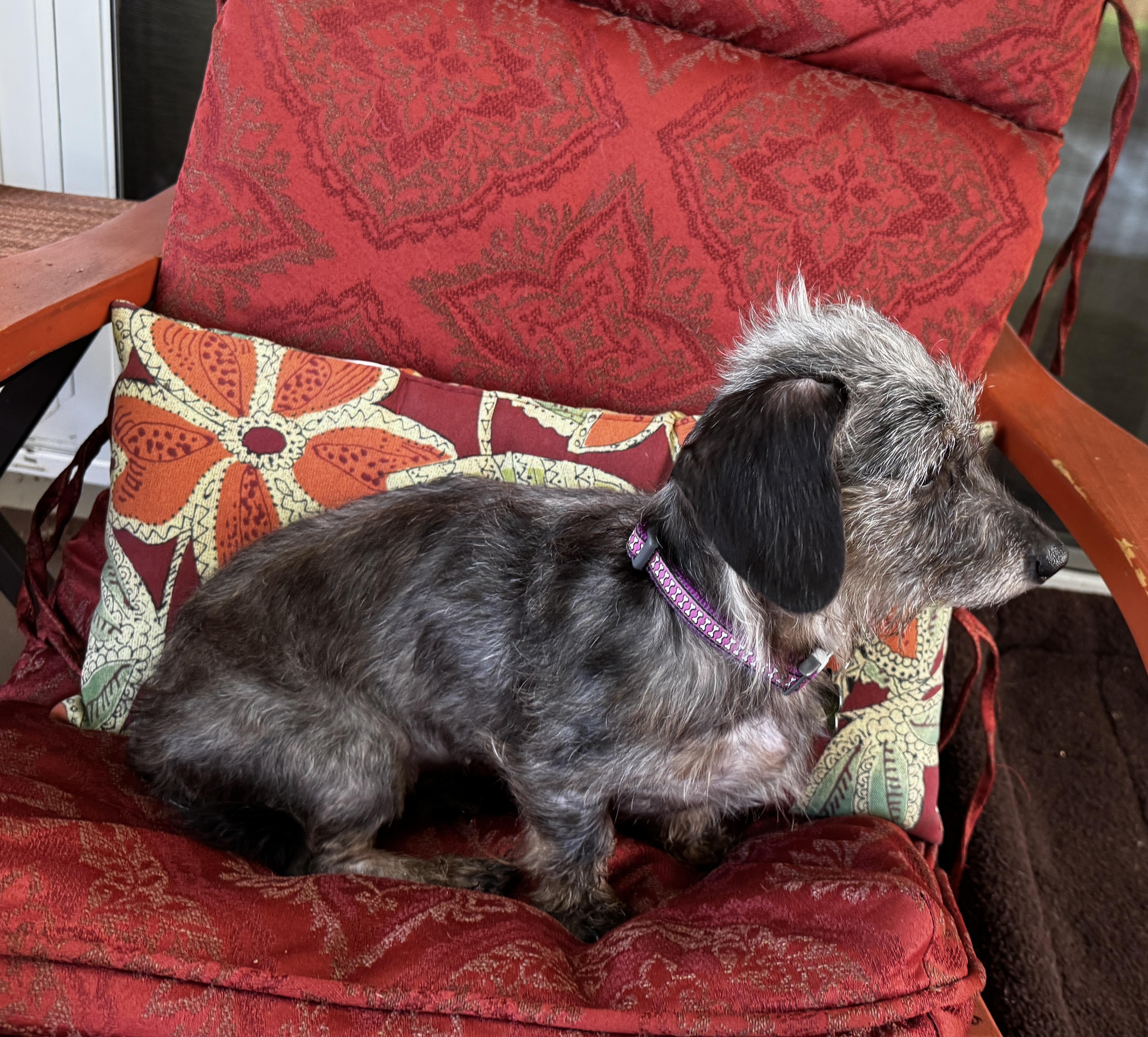 Enlarge Zhara, an adopted Dachshund in Portland, OR image 4/4