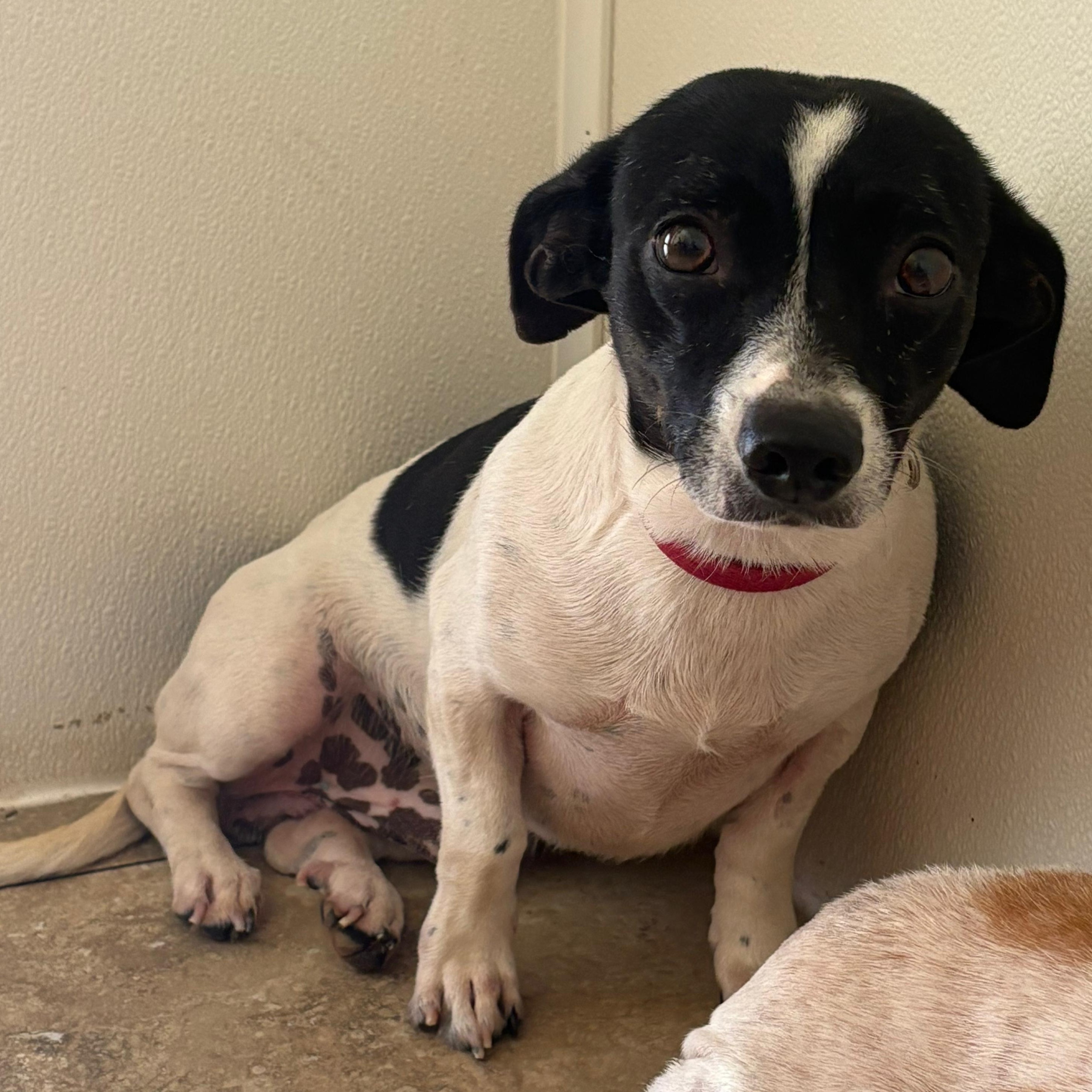 Edgar, an adopted Rat Terrier in Marble Falls, TX image 1/2