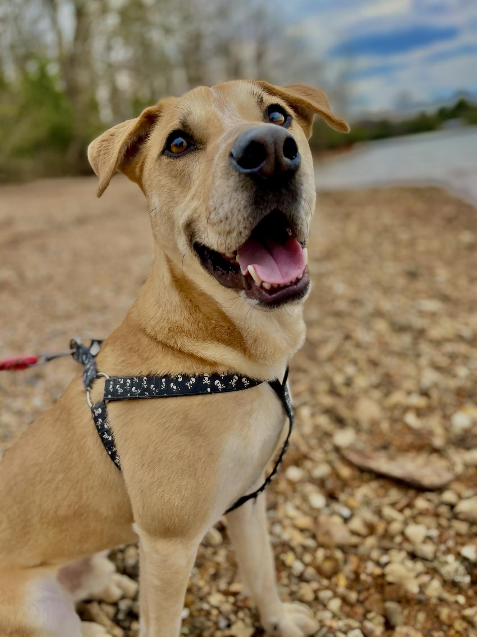 Clancy - OVER 1 YEAR IN FOSTER CARE