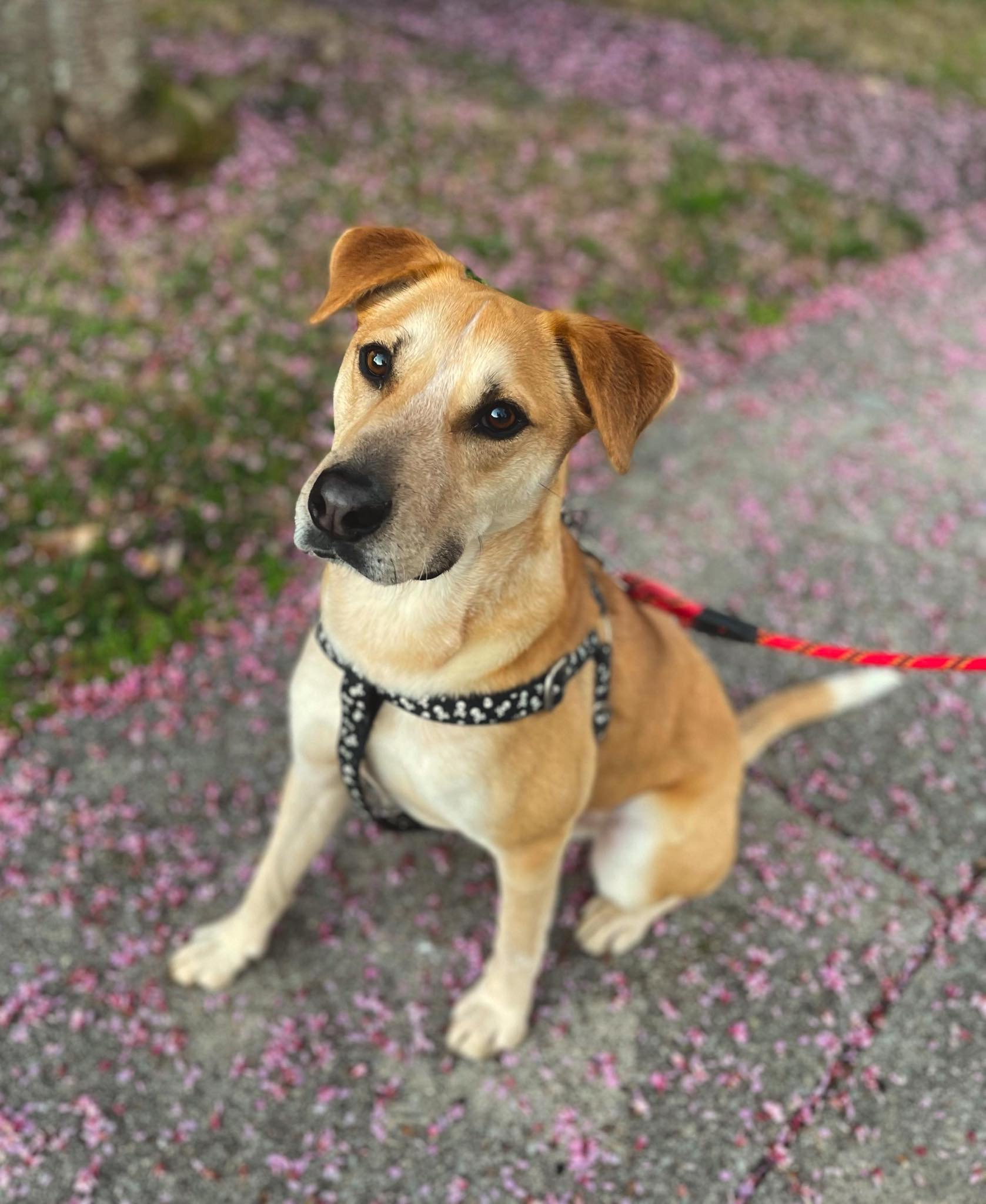 Clancy - OVER 1 YEAR IN FOSTER CARE