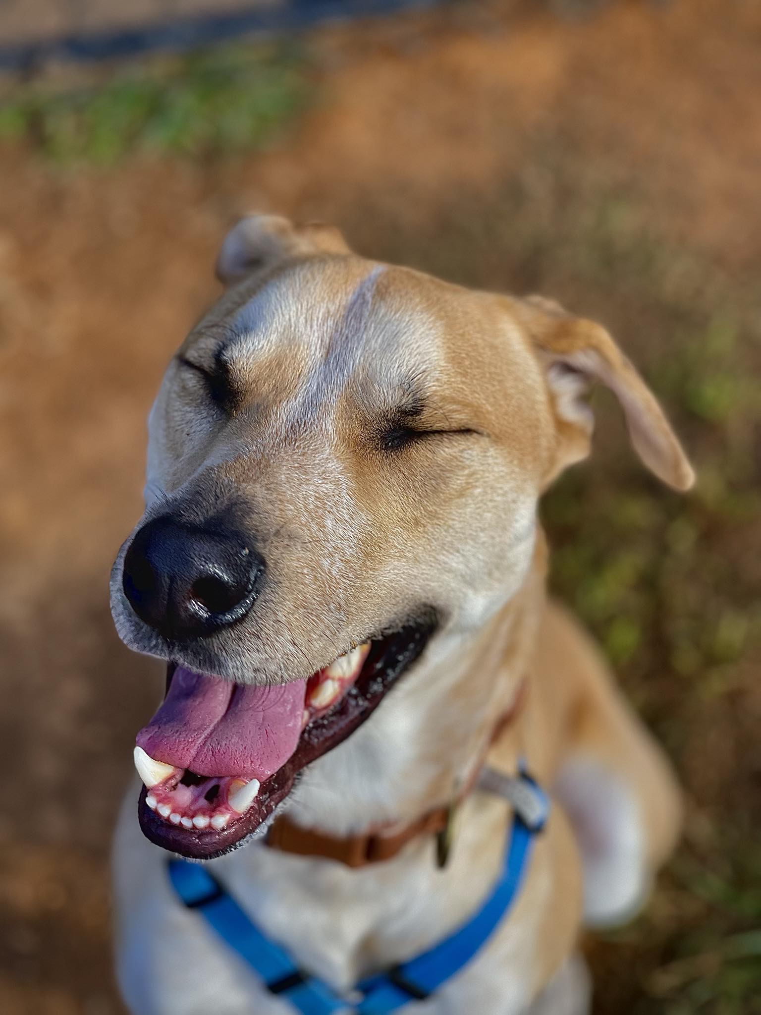 Clancy - OVER 1 YEAR IN FOSTER CARE