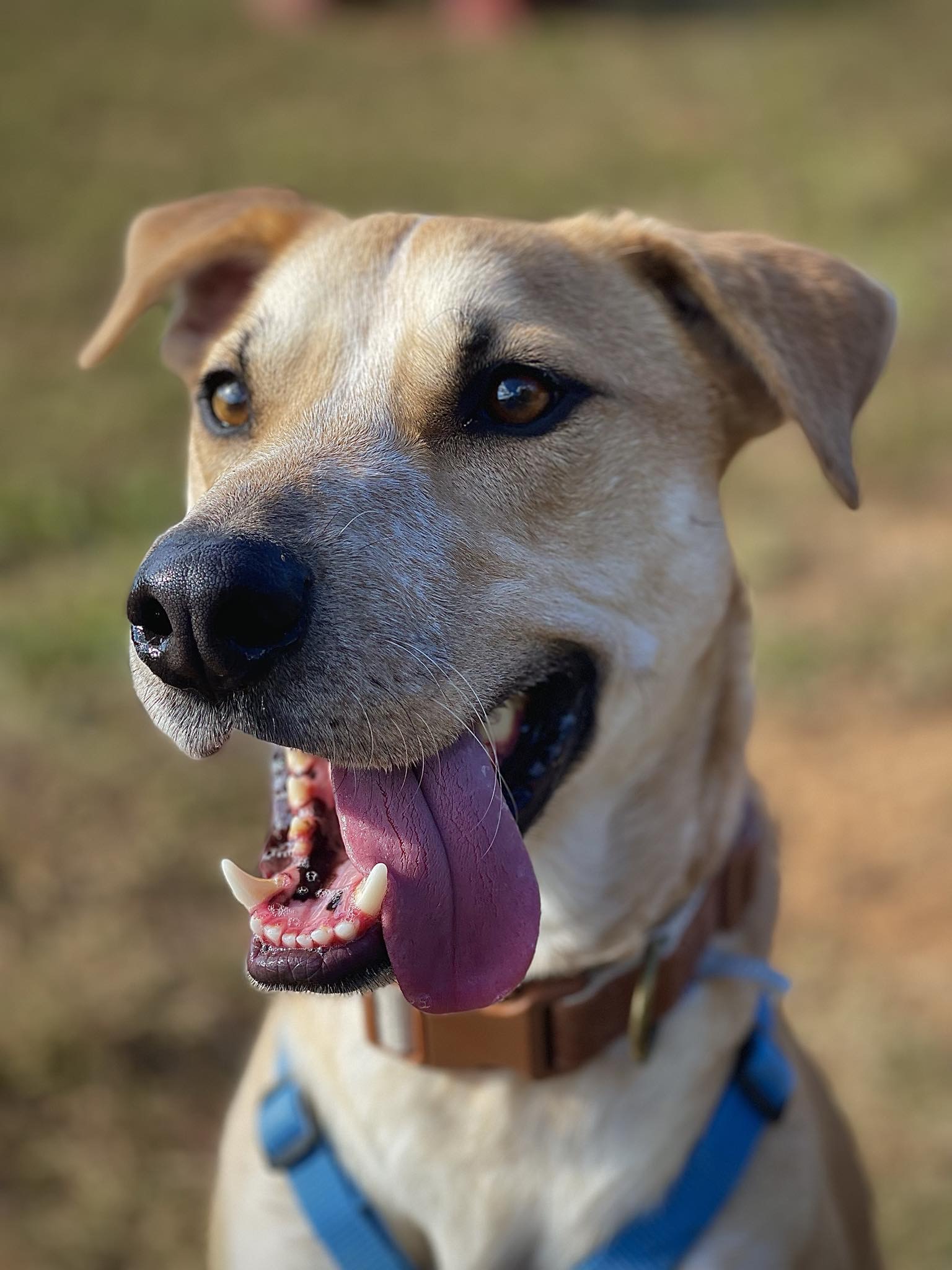 Clancy - OVER 1 YEAR IN FOSTER CARE