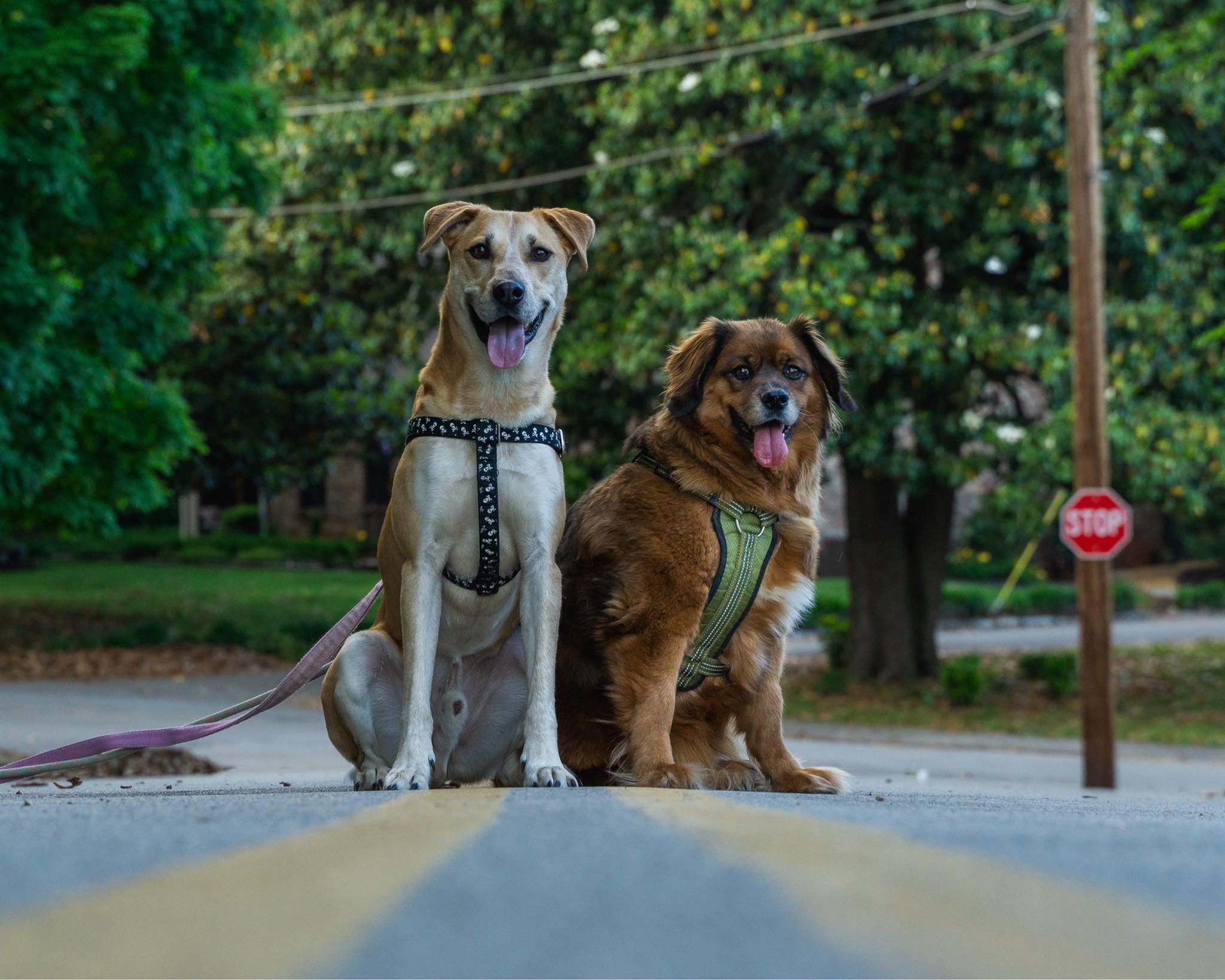 Clancy - OVER 1 YEAR IN FOSTER CARE