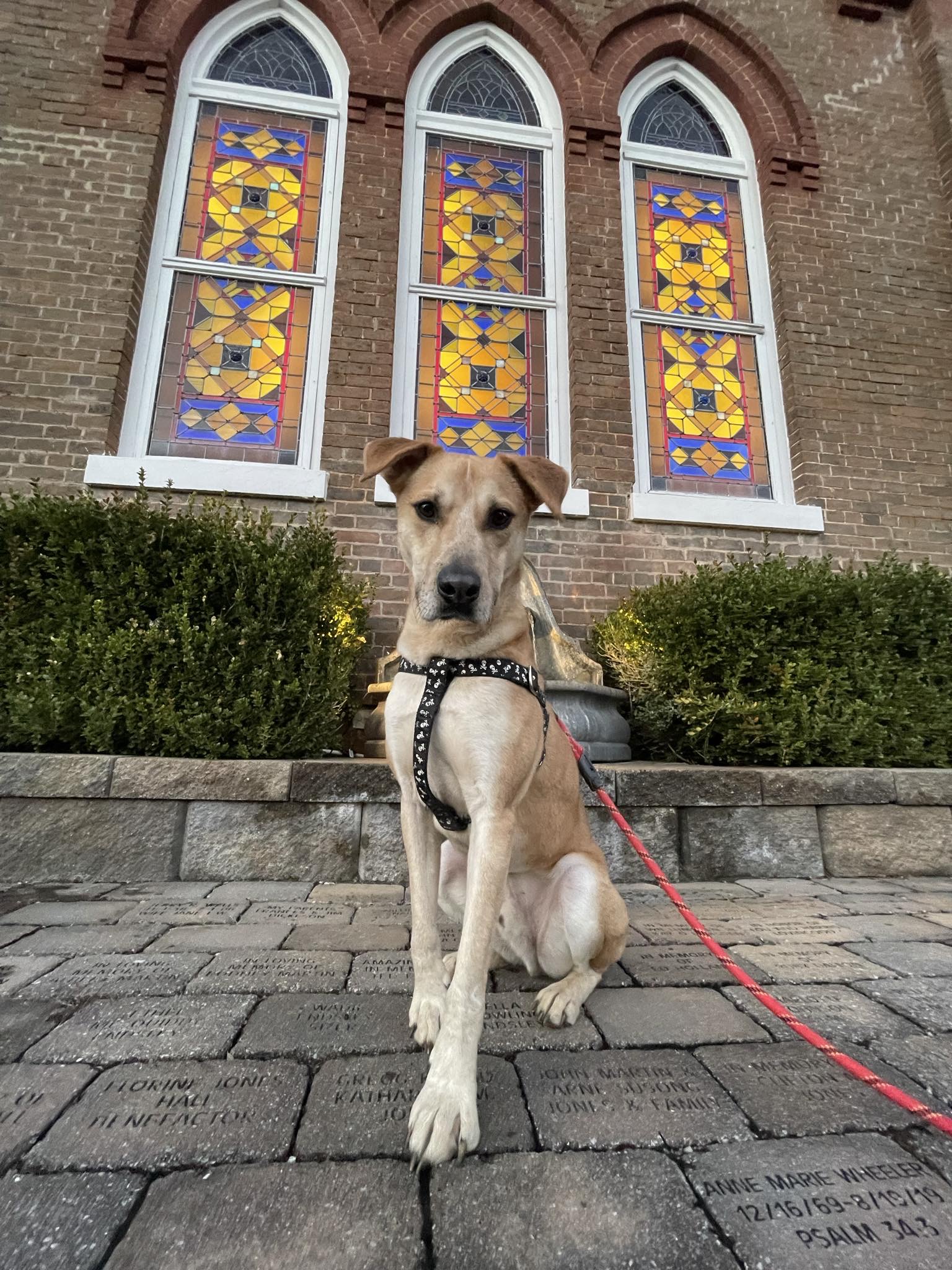 Clancy - OVER 1 YEAR IN FOSTER CARE