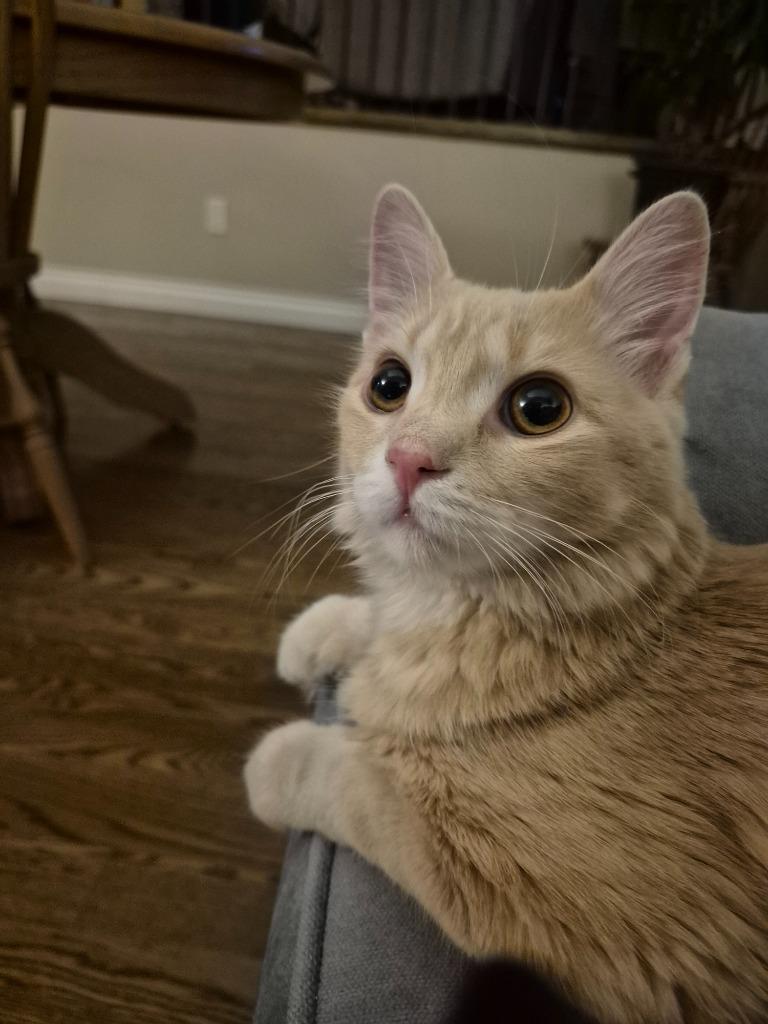 Jerry 2, Adoptable, Young Male Domestic Long Hair.