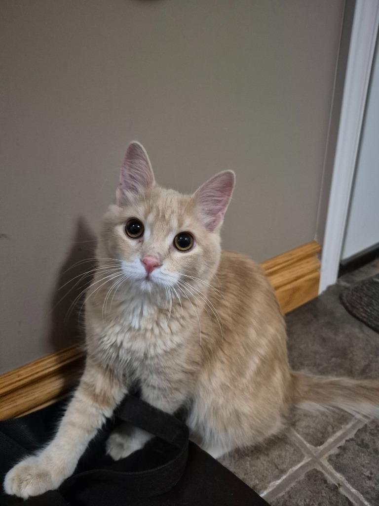 Enlarge Jerry 2, a Adoptable Domestic Long Hair in Arthur, ON image 3/4