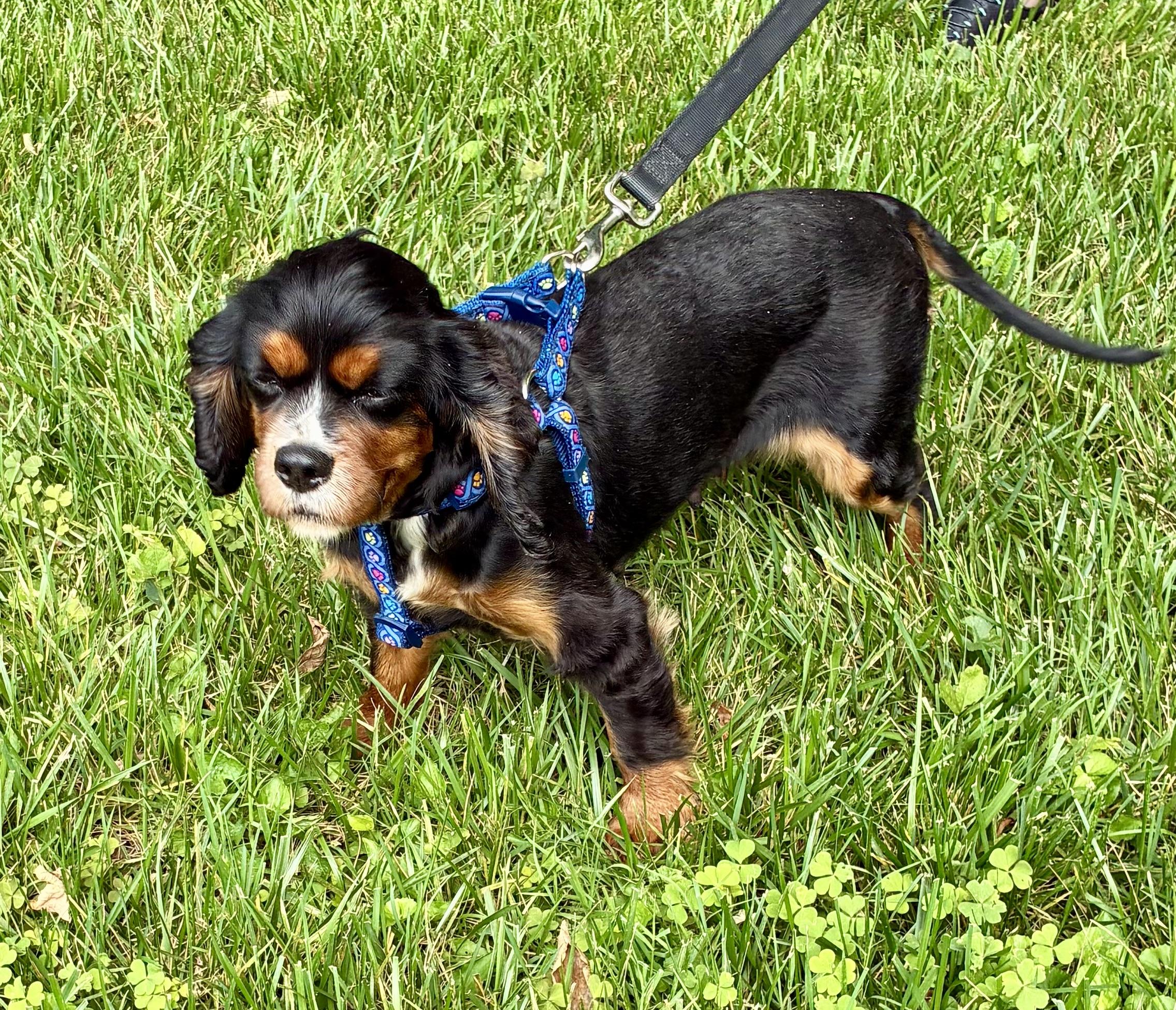 J'Lynn, a Adoptable Cavalier King Charles Spaniel in Matthews, NC image 2/4