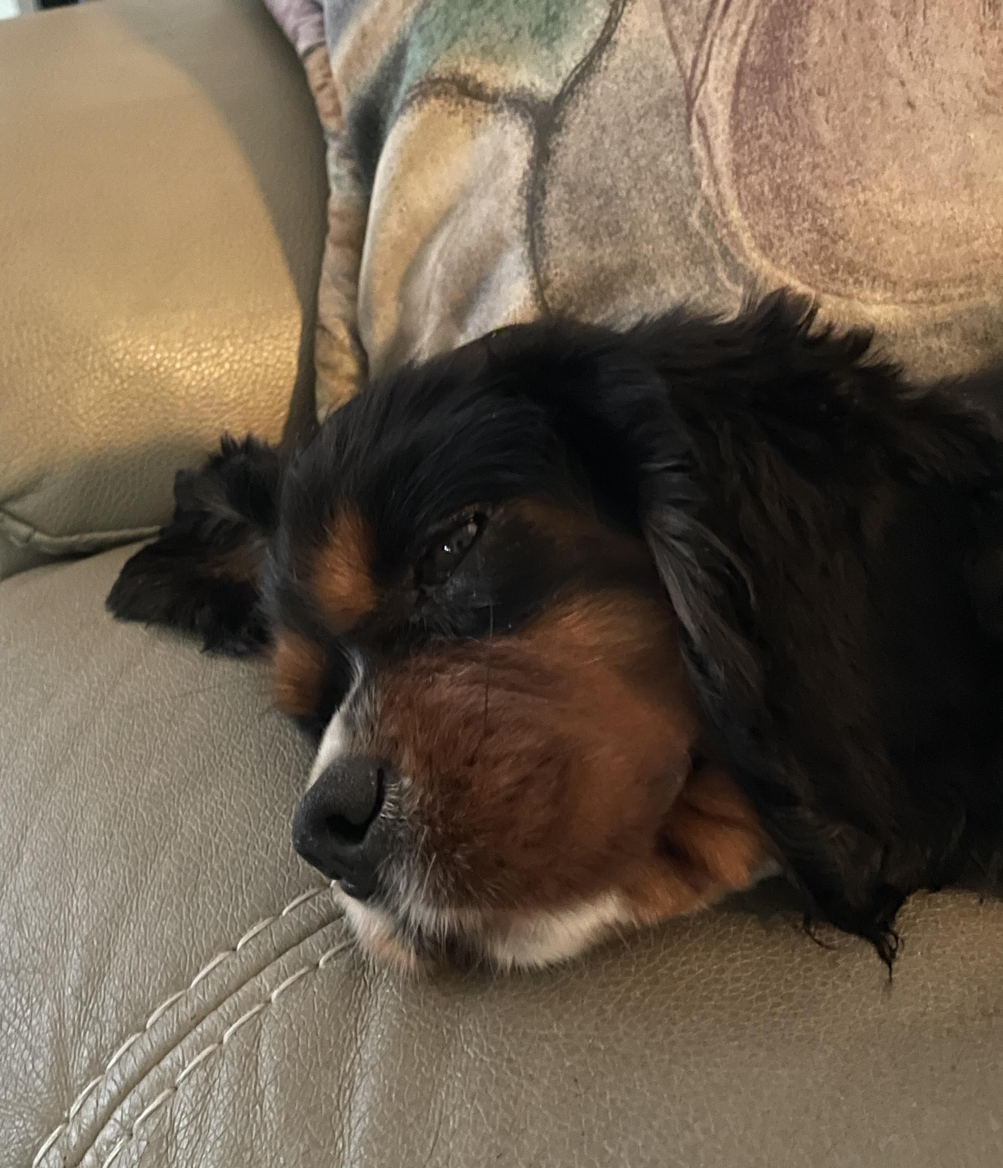 J'Lynn, a Adoptable Cavalier King Charles Spaniel in Matthews, NC image 4/4