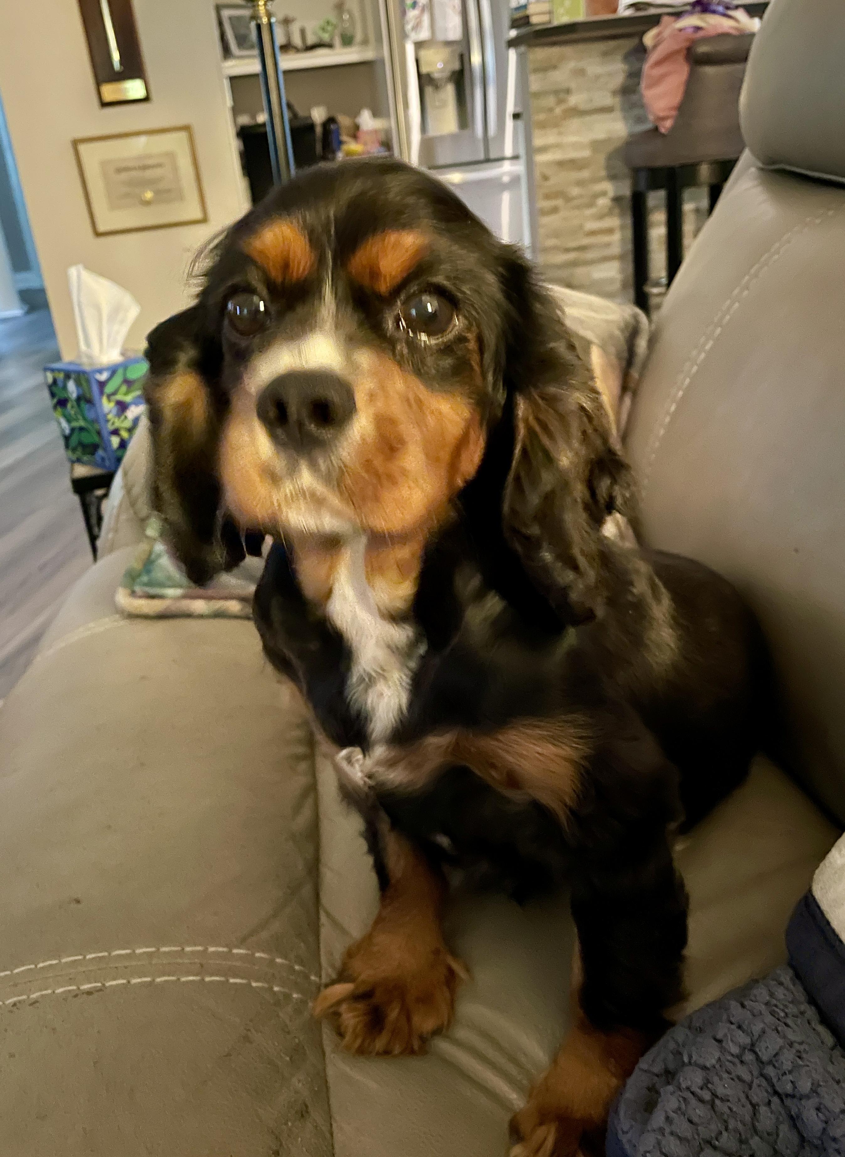 J'Lynn, Adoptable, Adult Female Cavalier King Charles Spaniel.