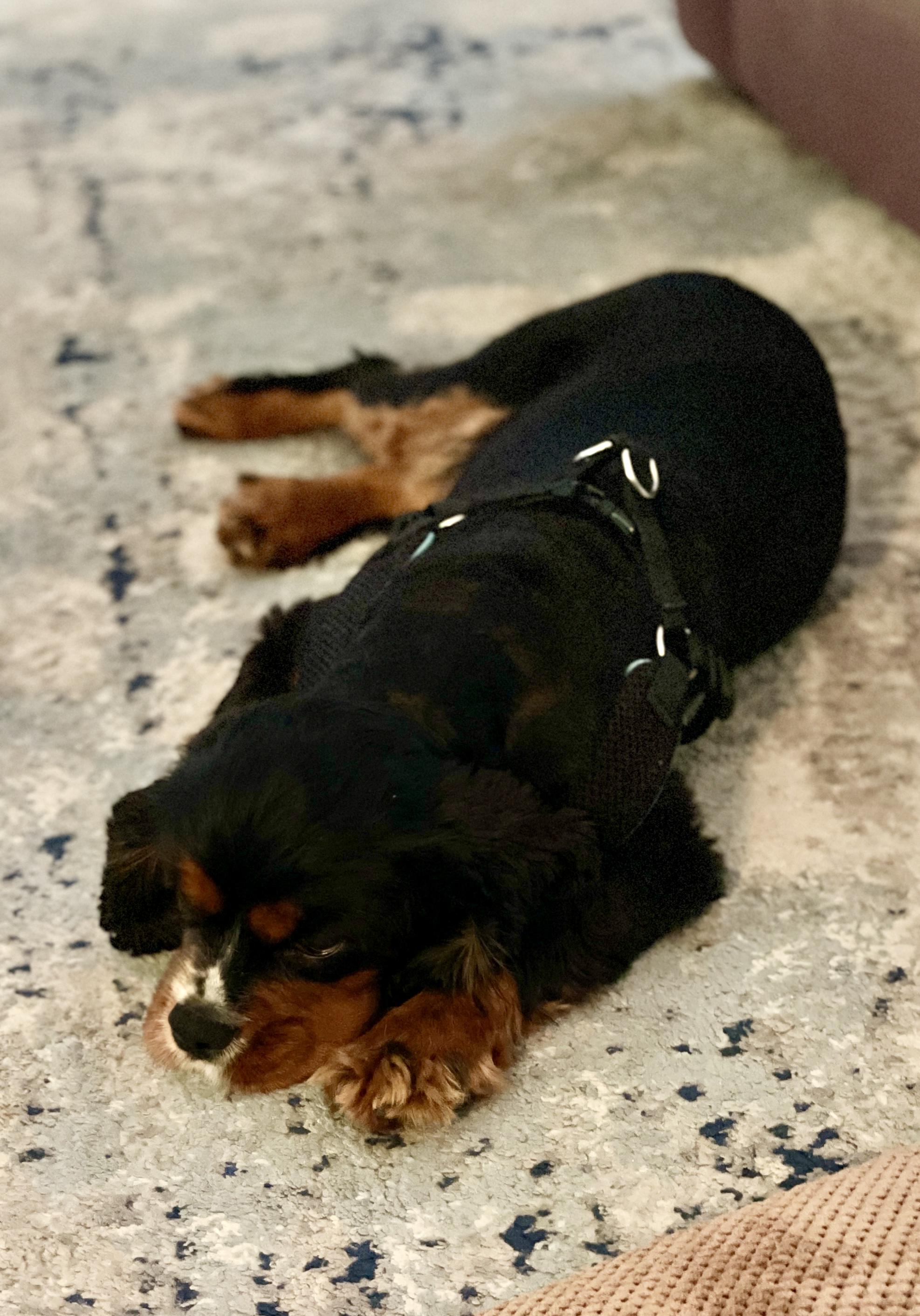 J'Lynn, a Adoptable Cavalier King Charles Spaniel in Matthews, NC image 3/4