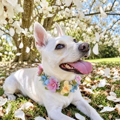 Magnolia, Adoptable, Adult Female Mixed Breed & Mixed Breed.