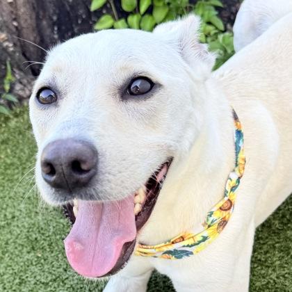 Magnolia, a Adoptable mixed breed in Largo, FL image 2/3