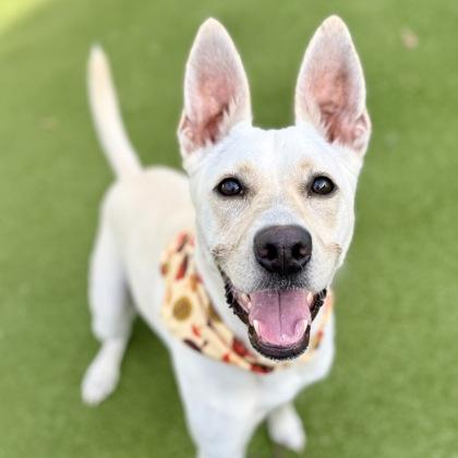 Enlarge Magnolia, a Adoptable mixed breed in Largo, FL image 2/3