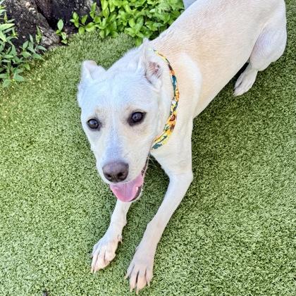 Magnolia, a Adoptable mixed breed in Largo, FL image 3/3
