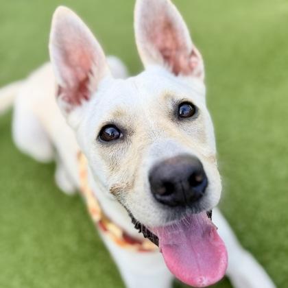 Enlarge Magnolia, a Adoptable mixed breed in Largo, FL image 3/3
