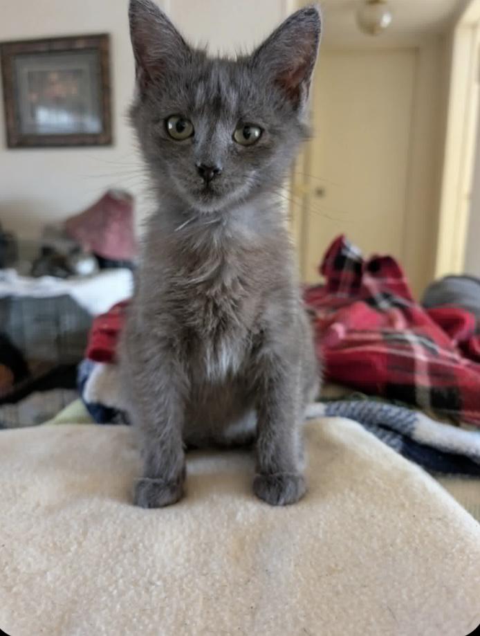 Enlarge Scooby, an adopted Domestic Short Hair in Trinity, NC image 1/1
