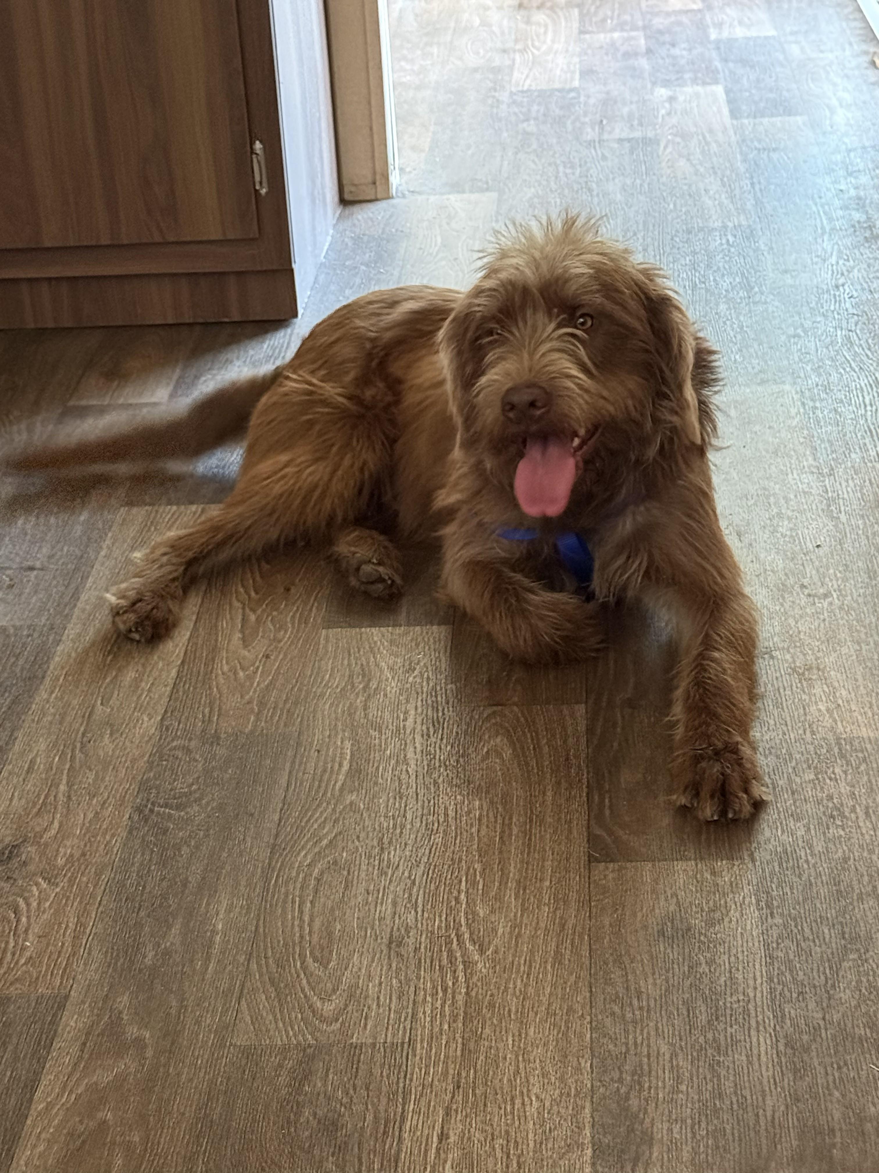 Enlarge Alphie, an adopted Goldendoodle in Jesup, GA image 2/2