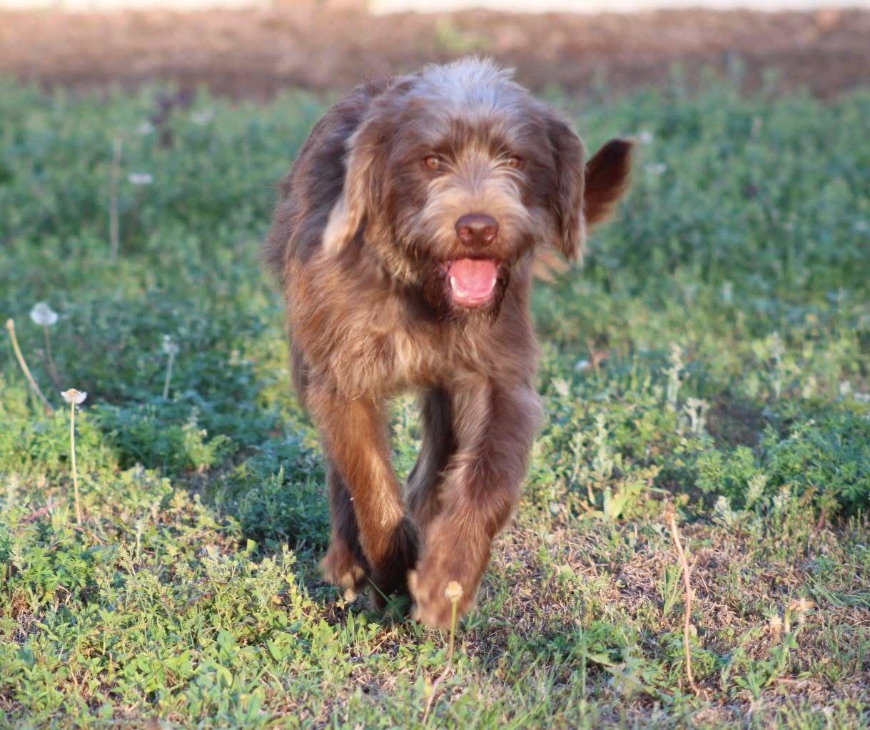 Enlarge Alphie, an adopted Goldendoodle in Jesup, GA image 1/2