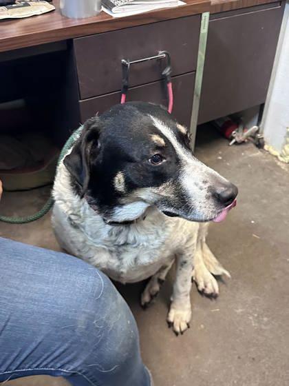 Hammy, Adoptable, Puppy Male Mixed Breed & Mixed Breed.