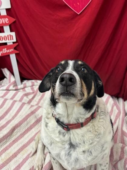 Enlarge Hammy, a Adoptable mixed breed in Moses Lake, WA image 2/2