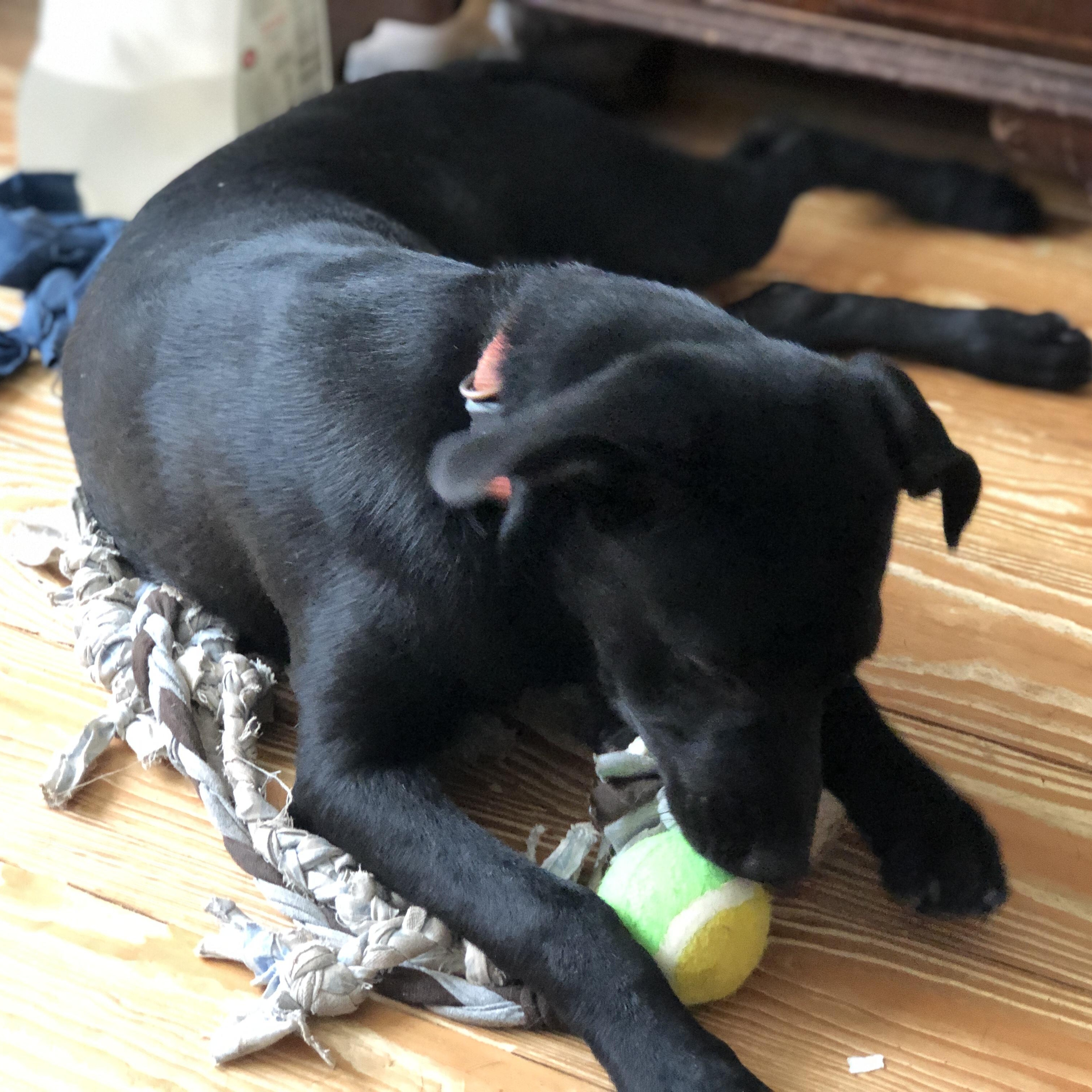 Enlarge Shania , a ADOPTABLE mixed breed in Wilmington, VT image 4/4