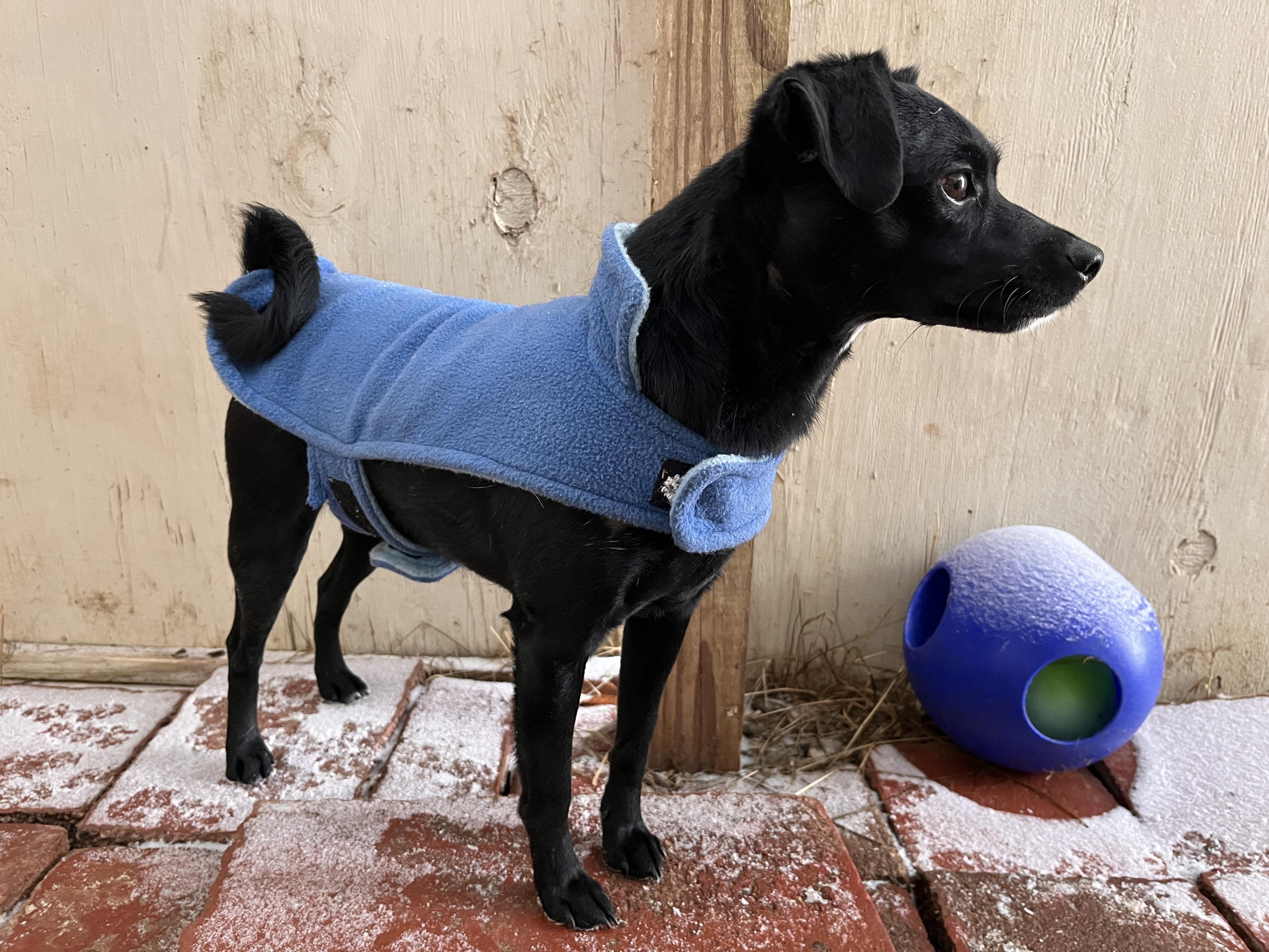 Shania , ADOPTABLE, Young Female Puggle & Chihuahua.