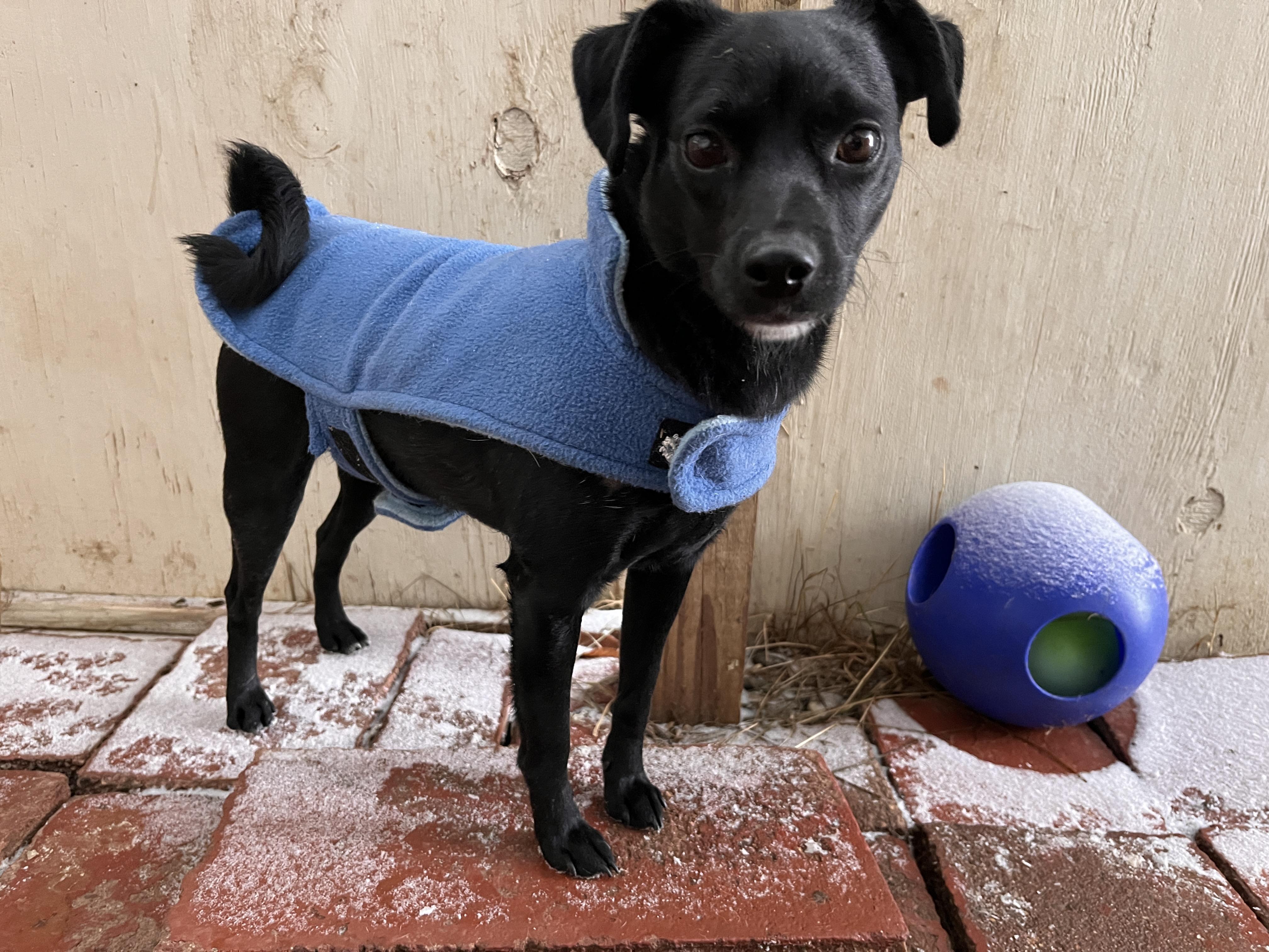 Enlarge Shania , a ADOPTABLE mixed breed in Wilmington, VT image 2/4