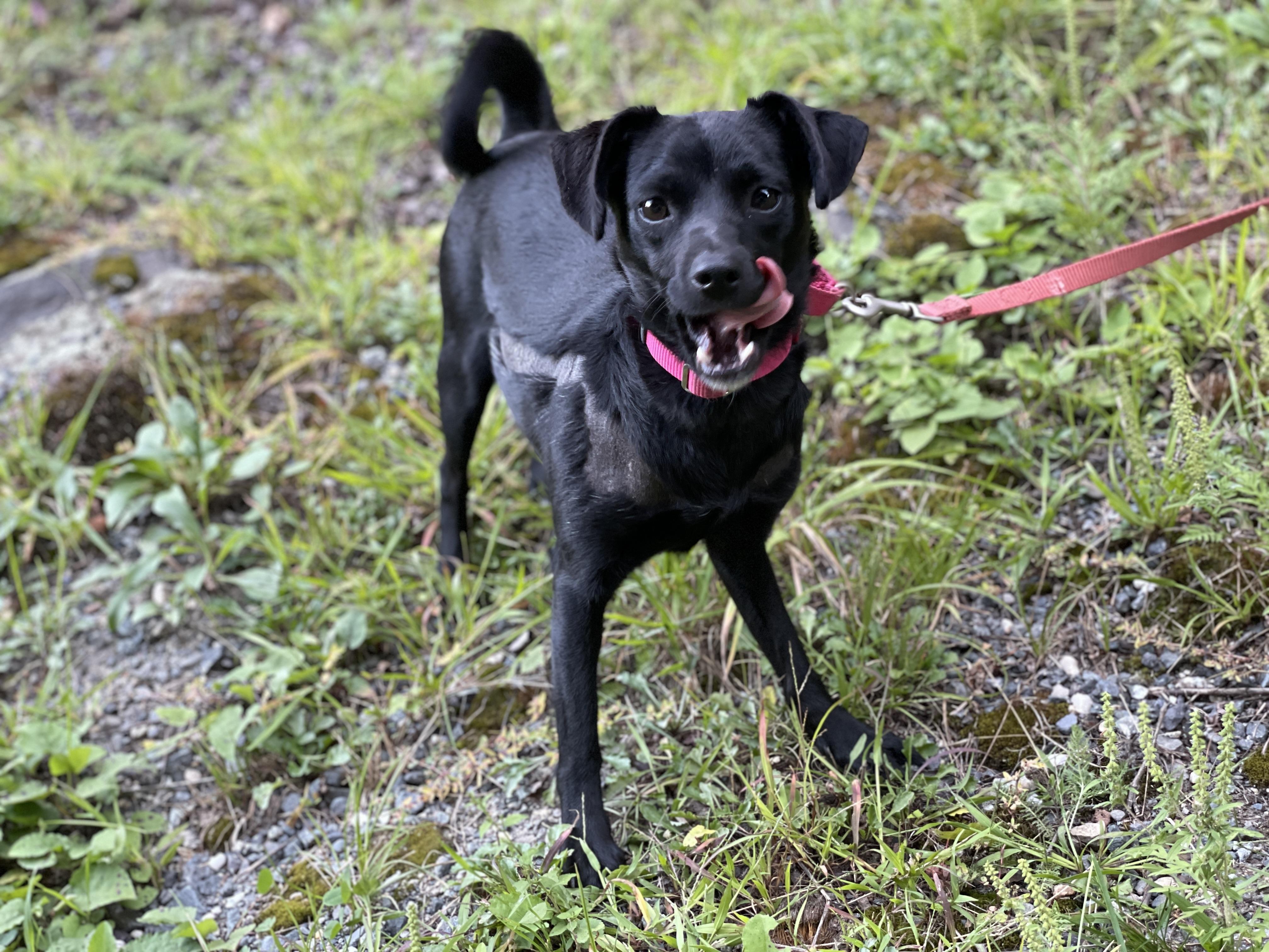 Enlarge Shania , a ADOPTABLE mixed breed in Wilmington, VT image 3/4