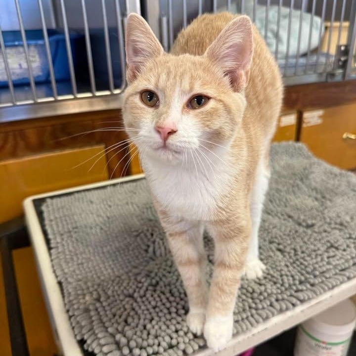 Tip, Adoptable, Young Female Domestic Short Hair.