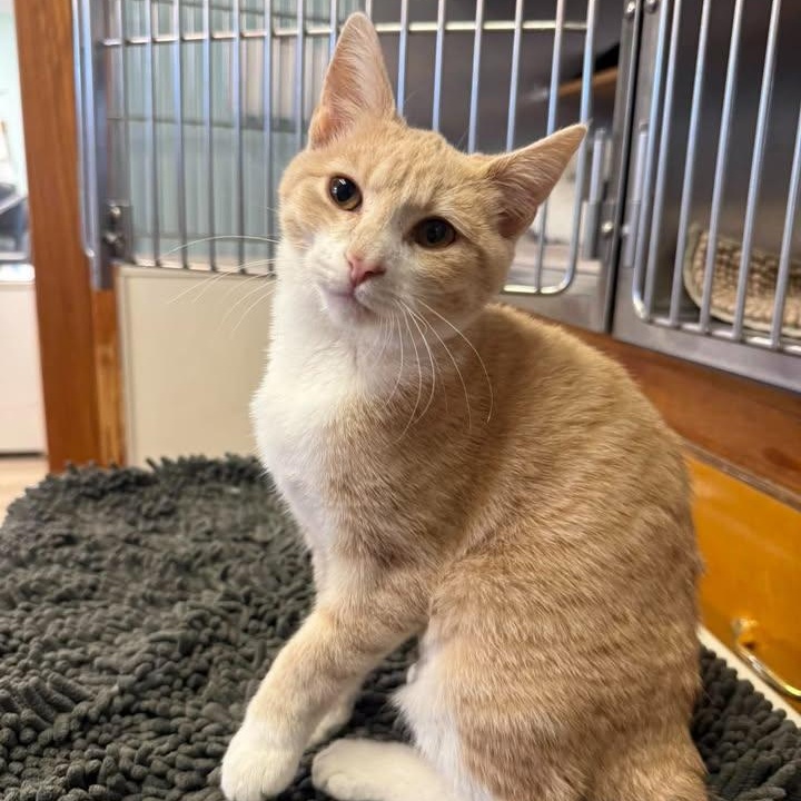 Enlarge Tip, a Adoptable Domestic Short Hair in Wilmington, NC image 3/3