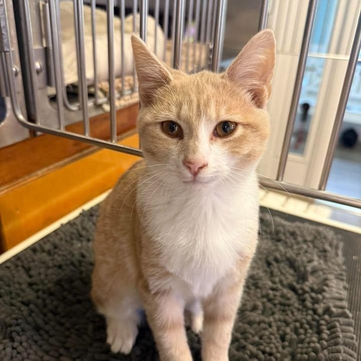 Enlarge Tip, a Adoptable Domestic Short Hair in Wilmington, NC image 2/3