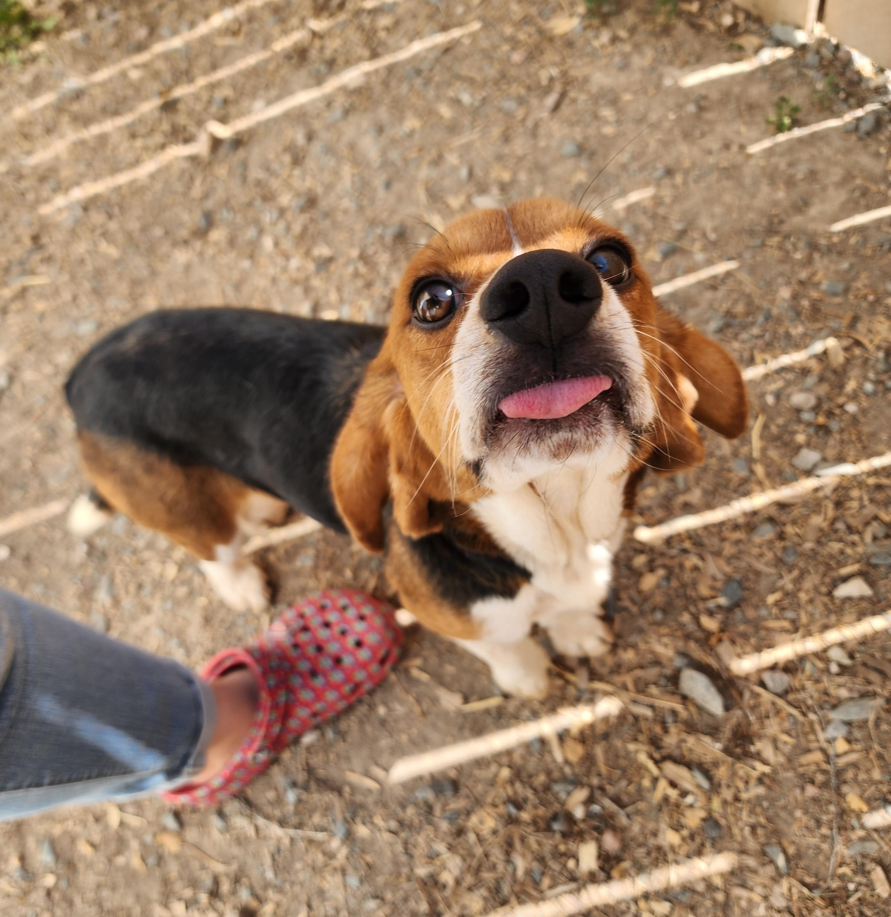 Raven, an adoptable Beagle in Hartville, WY, 82215 | Photo Image 2