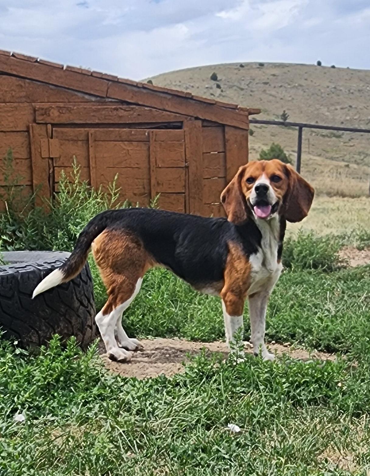 Raven, an adoptable Beagle in Hartville, WY, 82215 | Photo Image 1